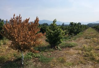 Managing Bacterial Blight in Young Hazelnut Orchards