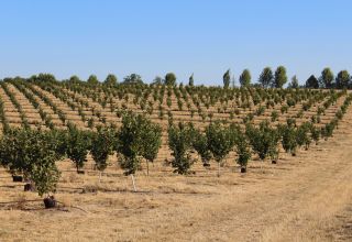How to Plant a Hazelnut Orchard