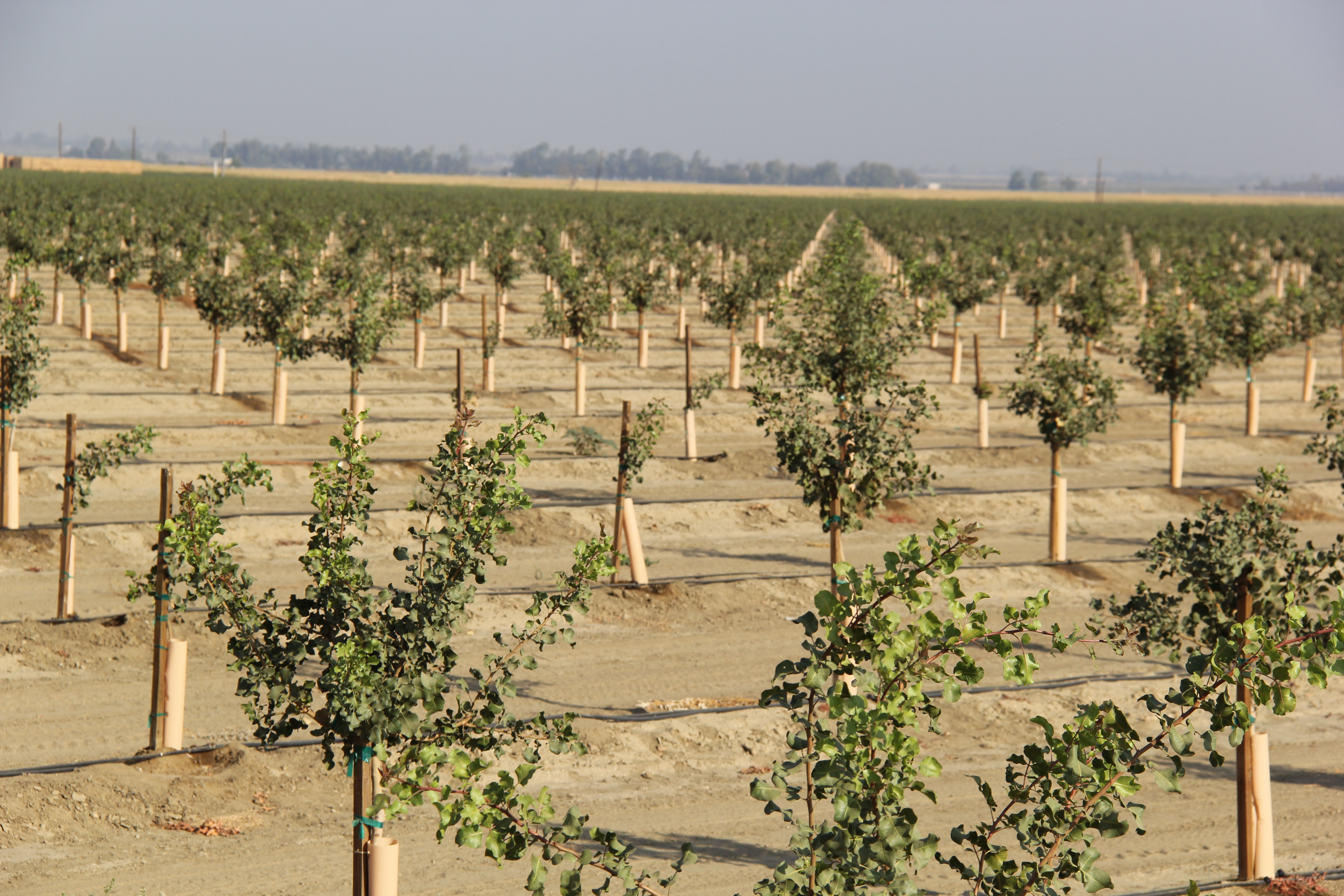 Young Pistachio Orchard Nutrient Management 101 with Bob Beede