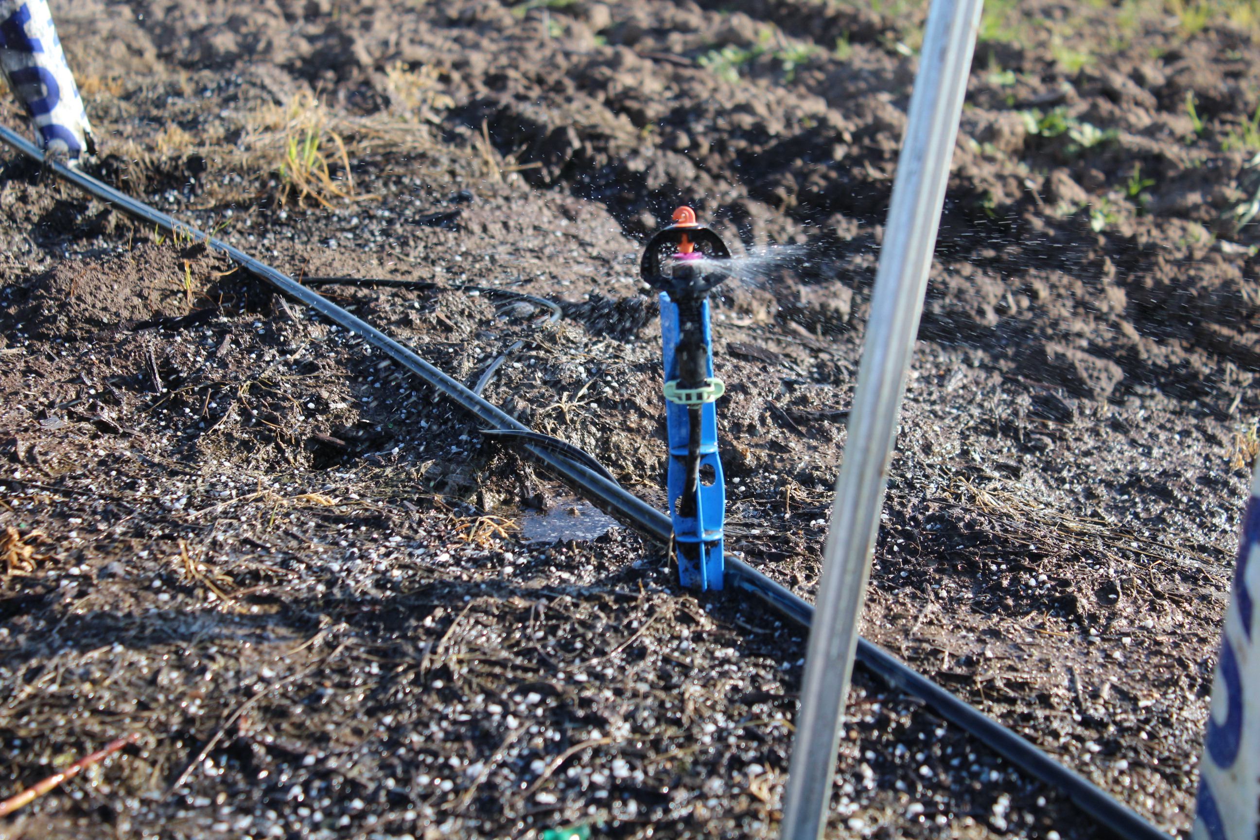 When to Start Irrigating Young Pistachios in a Wet Year
