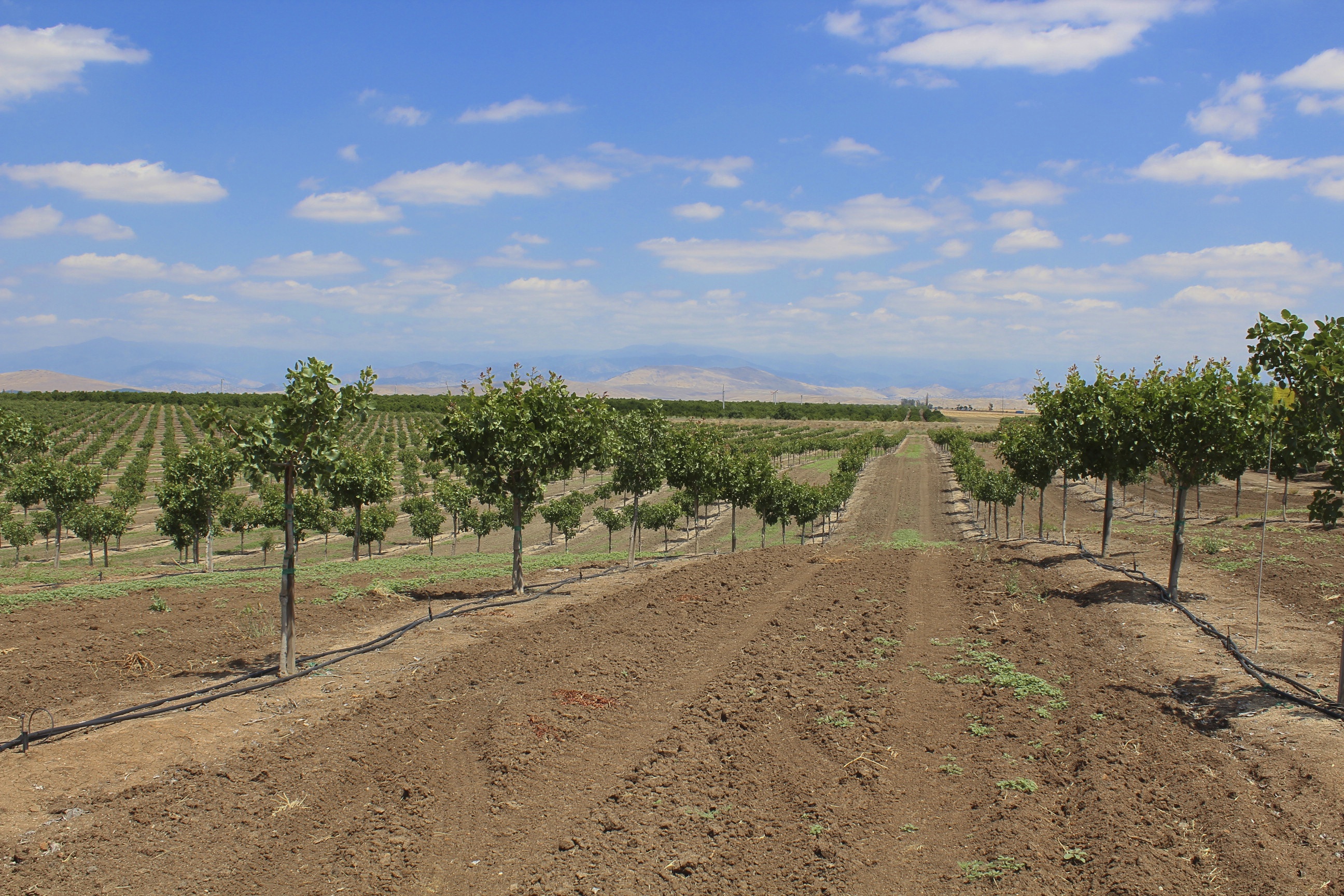 Record High Pistachio Acreage Planted in 2018