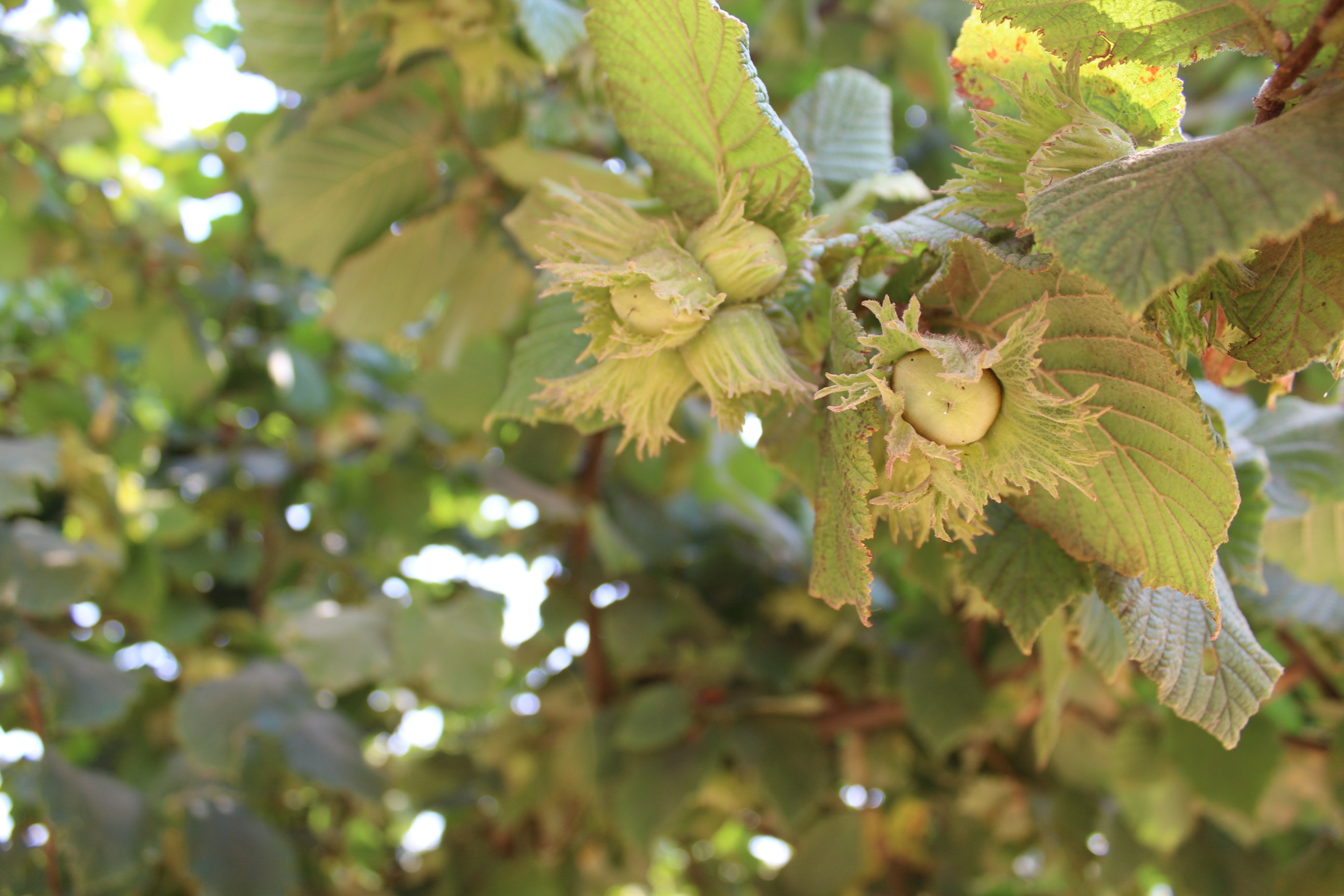 New Hazelnut Pest Management Guide for the Willamette Valley
