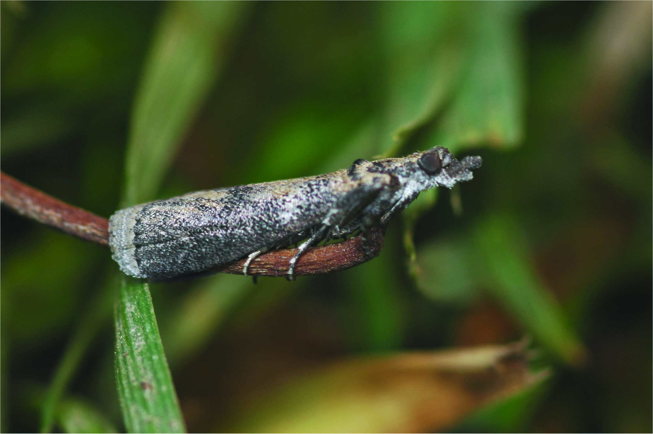Concern for Navel Orangeworm Mating Disruption
