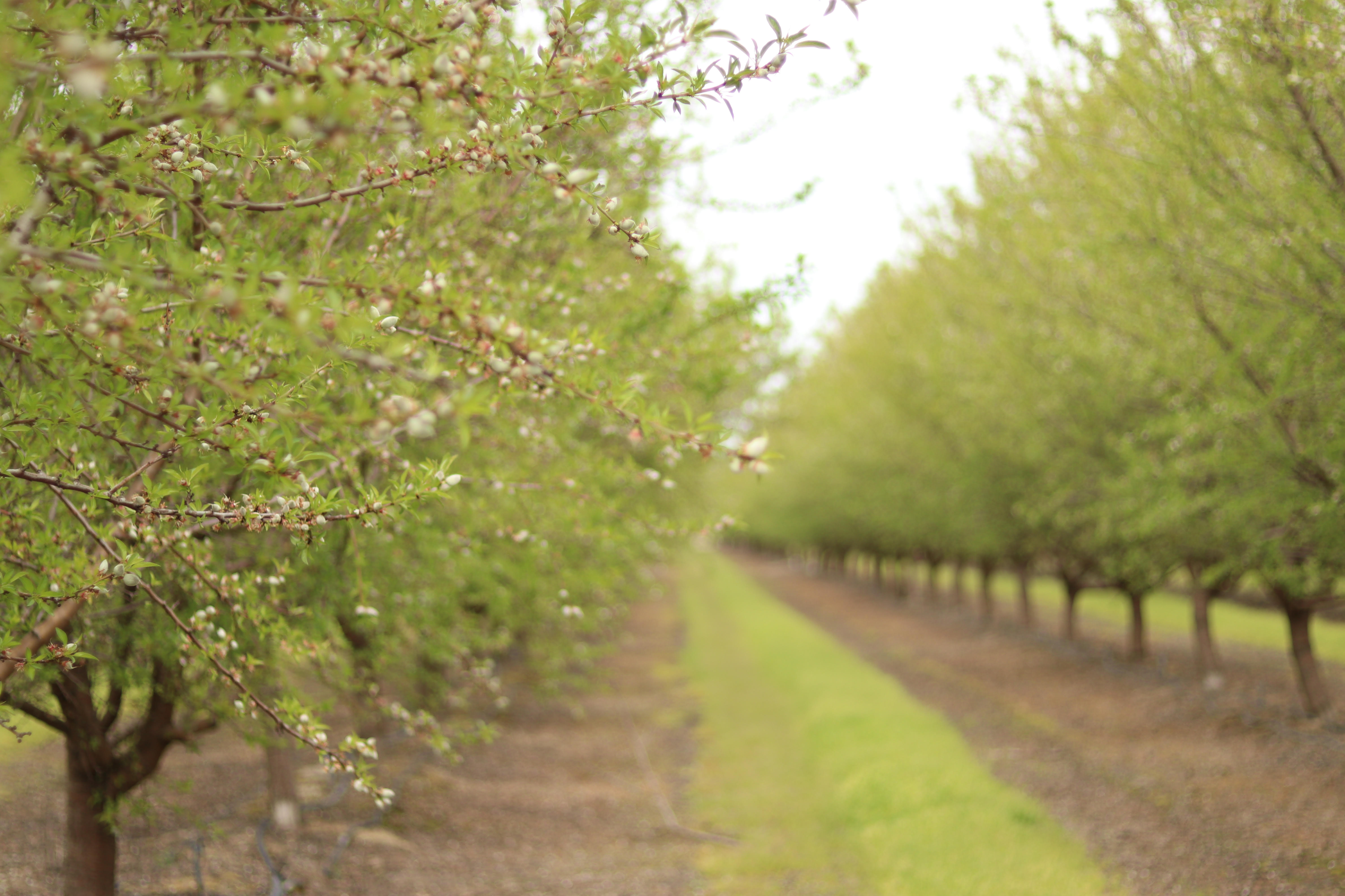 California Almond Acreage Increases in 2018