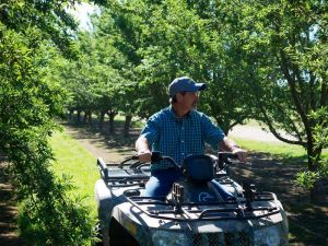 Almond-Acreage-Increase-PNP