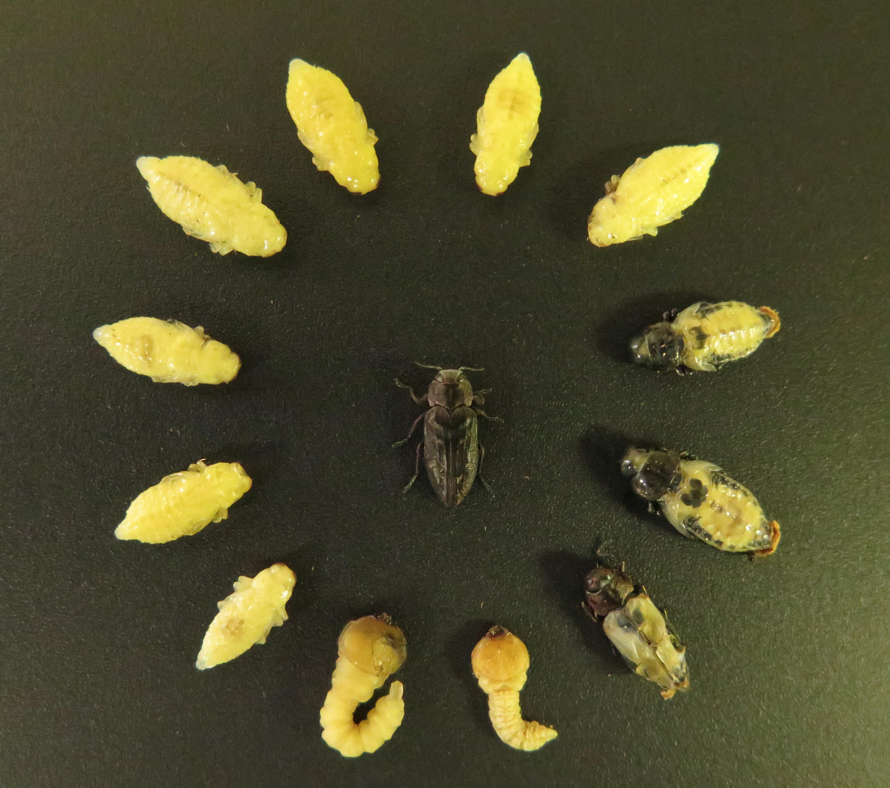 Hazelnut Pest Update with Nik Wiman
