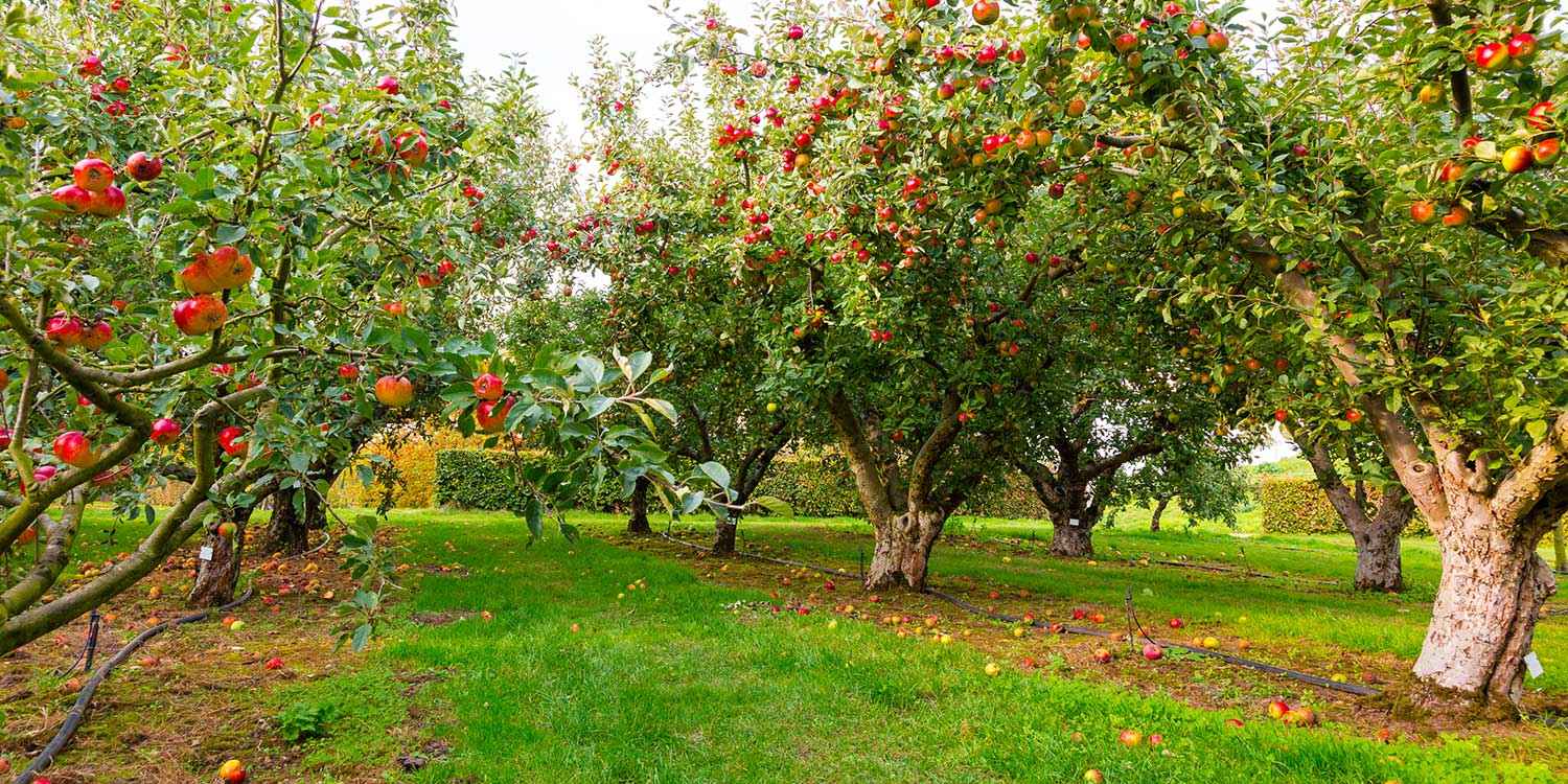 Managing Weeds is Key to Improving Yields & Orchard Health