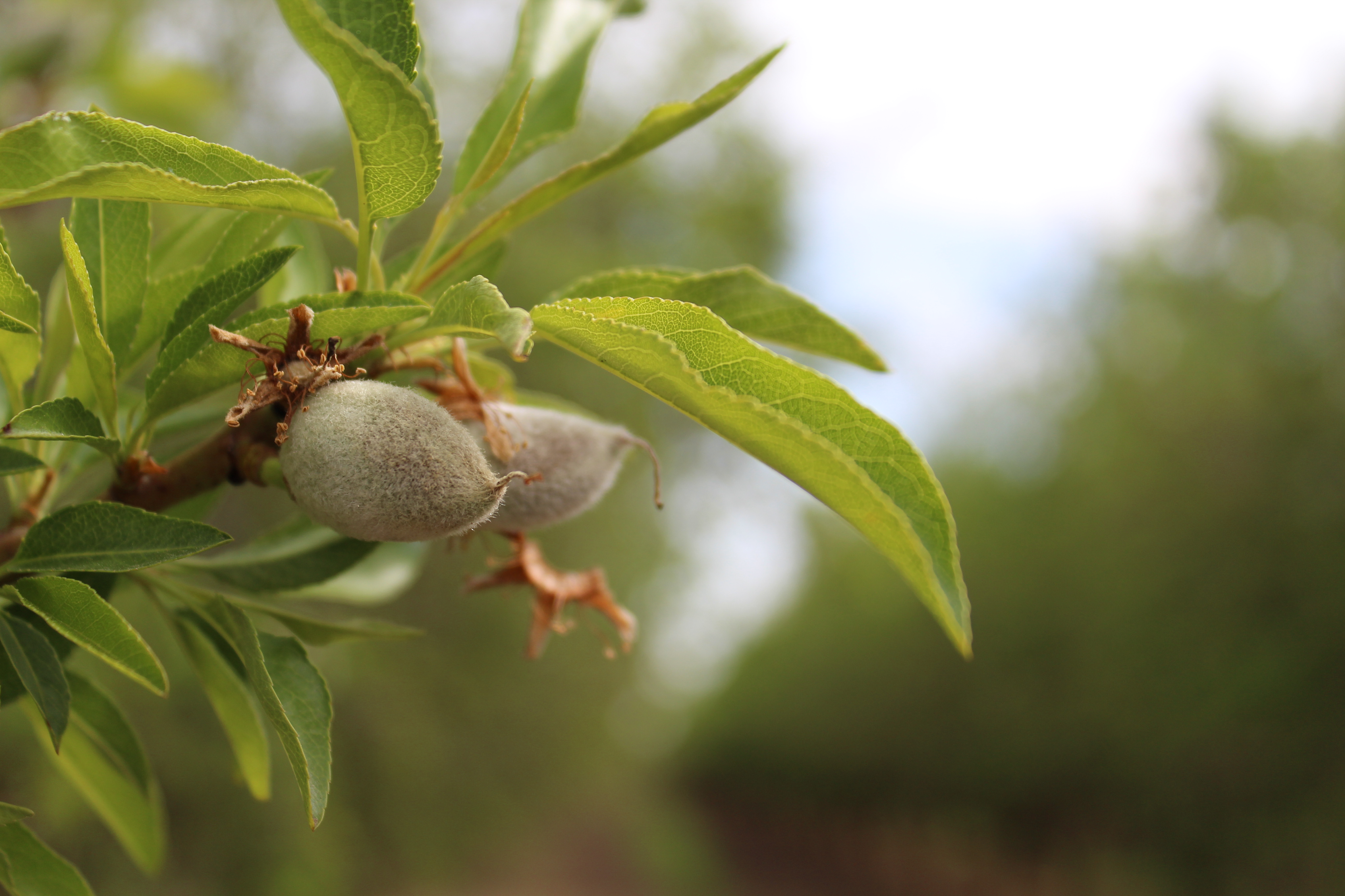 Considerations for Determining Which Almond Varieties to Plant