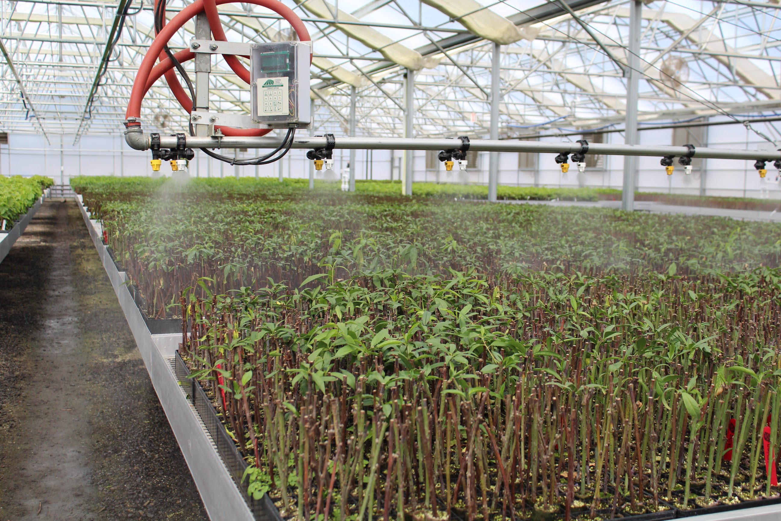 2018 USDA California Almond Nursery Sales Report