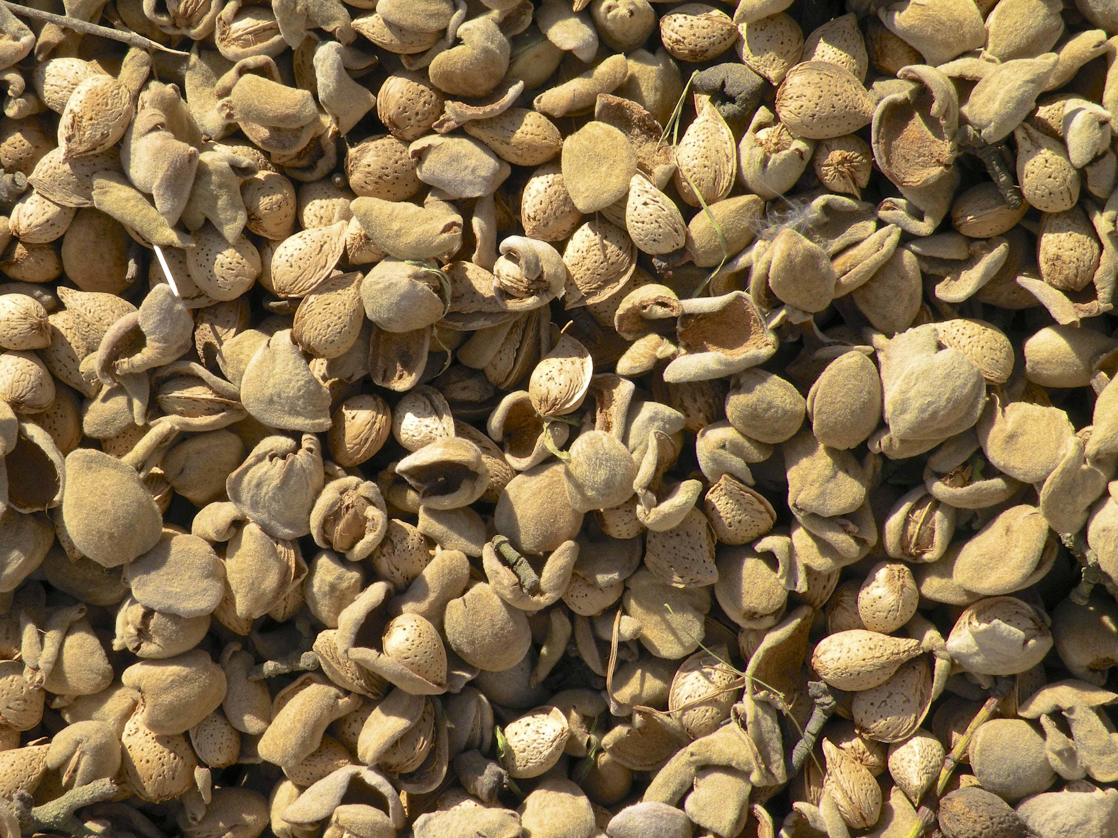 Creating A Safe, Clean Home For Stockpiled Almonds