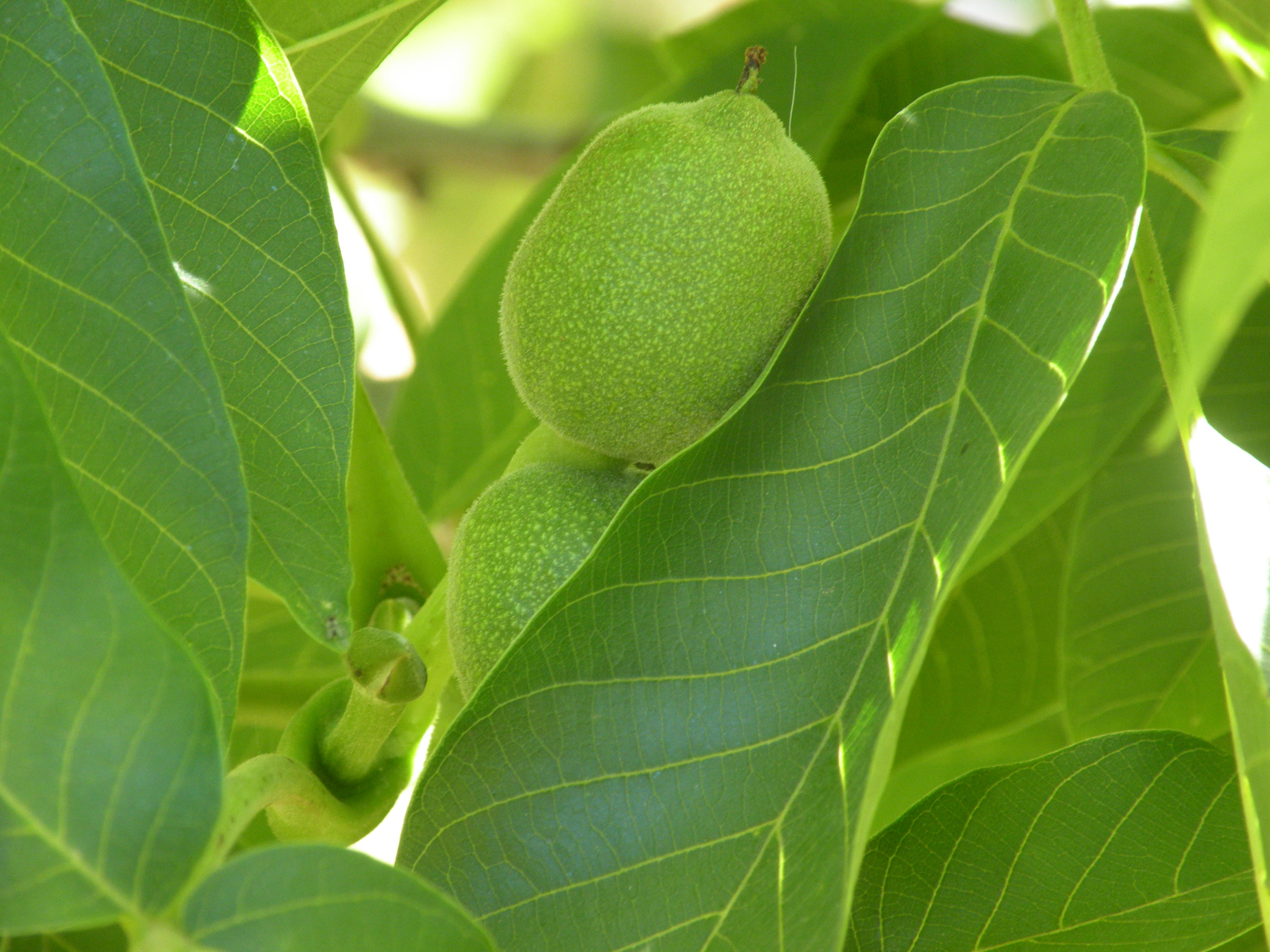 California Walnut Board 2019 Production Research Priorities