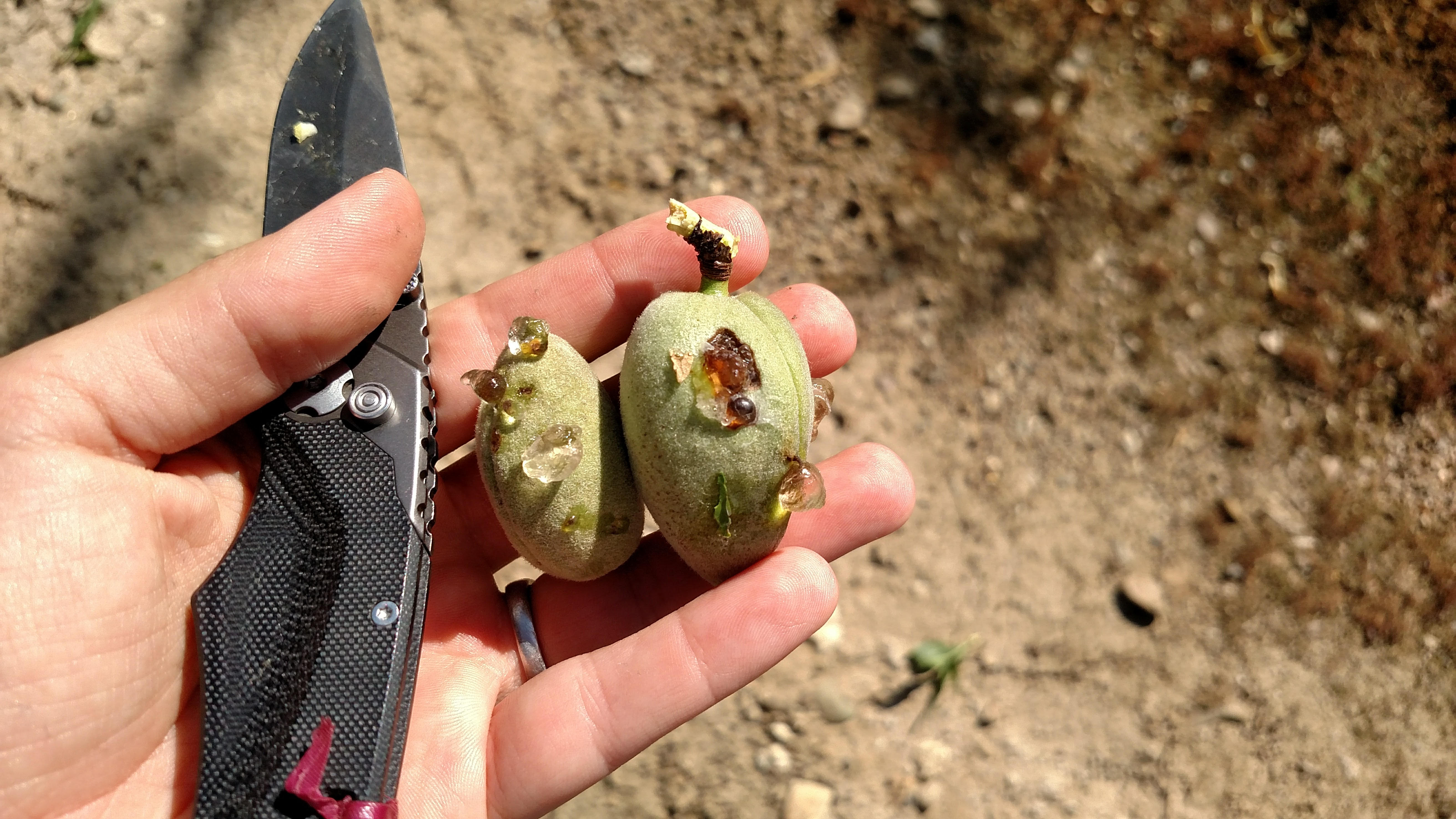 Boron Tissue Sampling in Almonds at Harvest