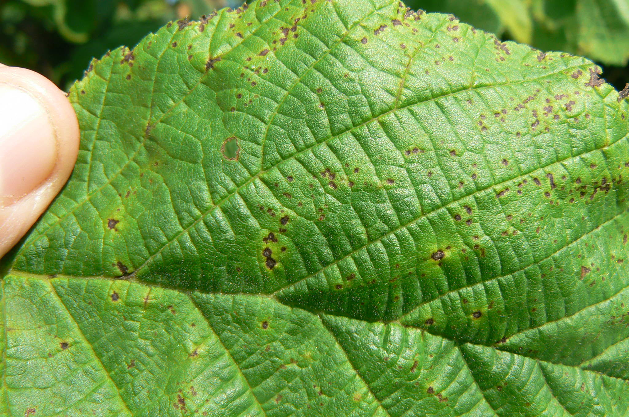 Managing Bacterial Blight in Young Hazelnut Trees with Grower Paul Kuehne