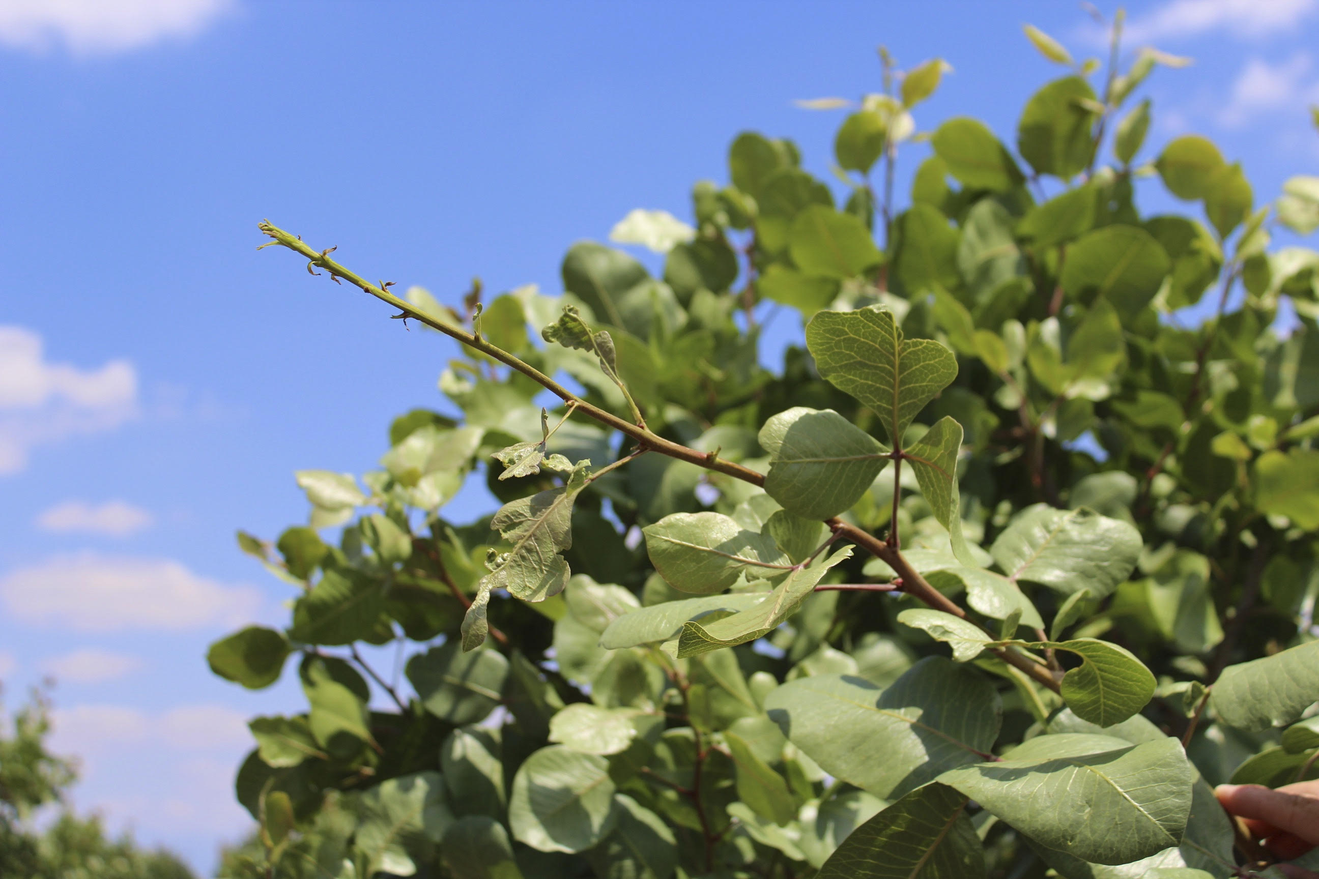 Be Sure to Manage these Insect pests in Young Pistachio Orchards