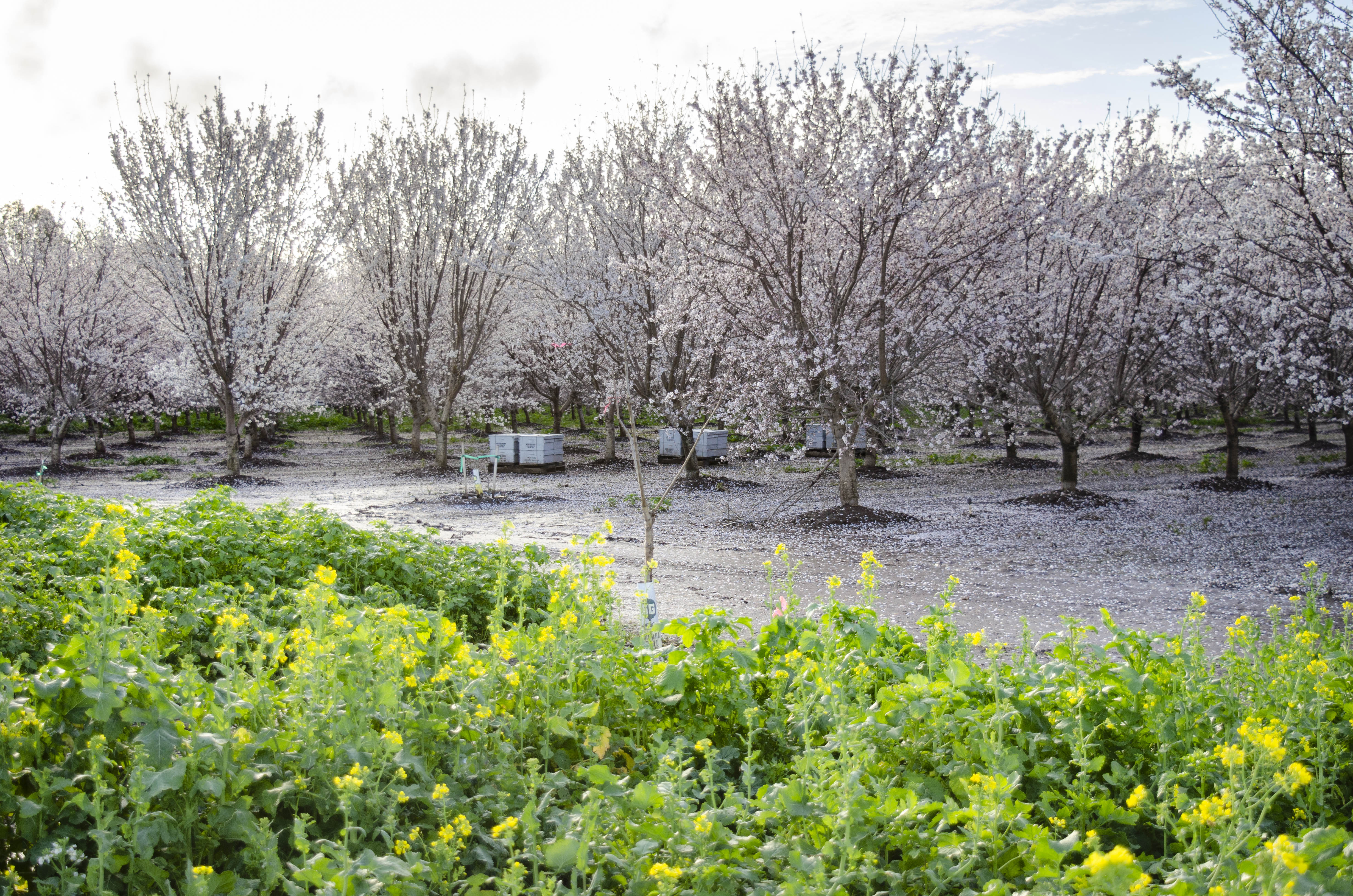 Seeds For Bees Deadline Approaching