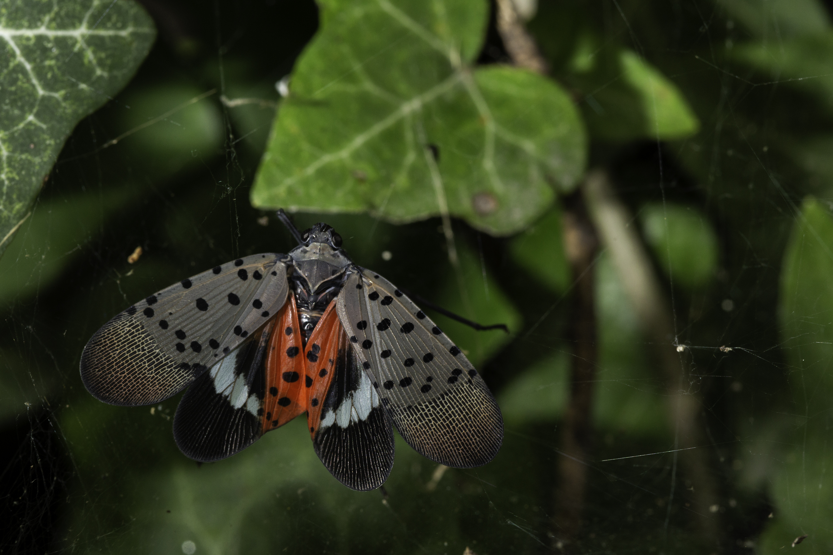 First Genome of Spotted Lanternfly Built from a Single Insect