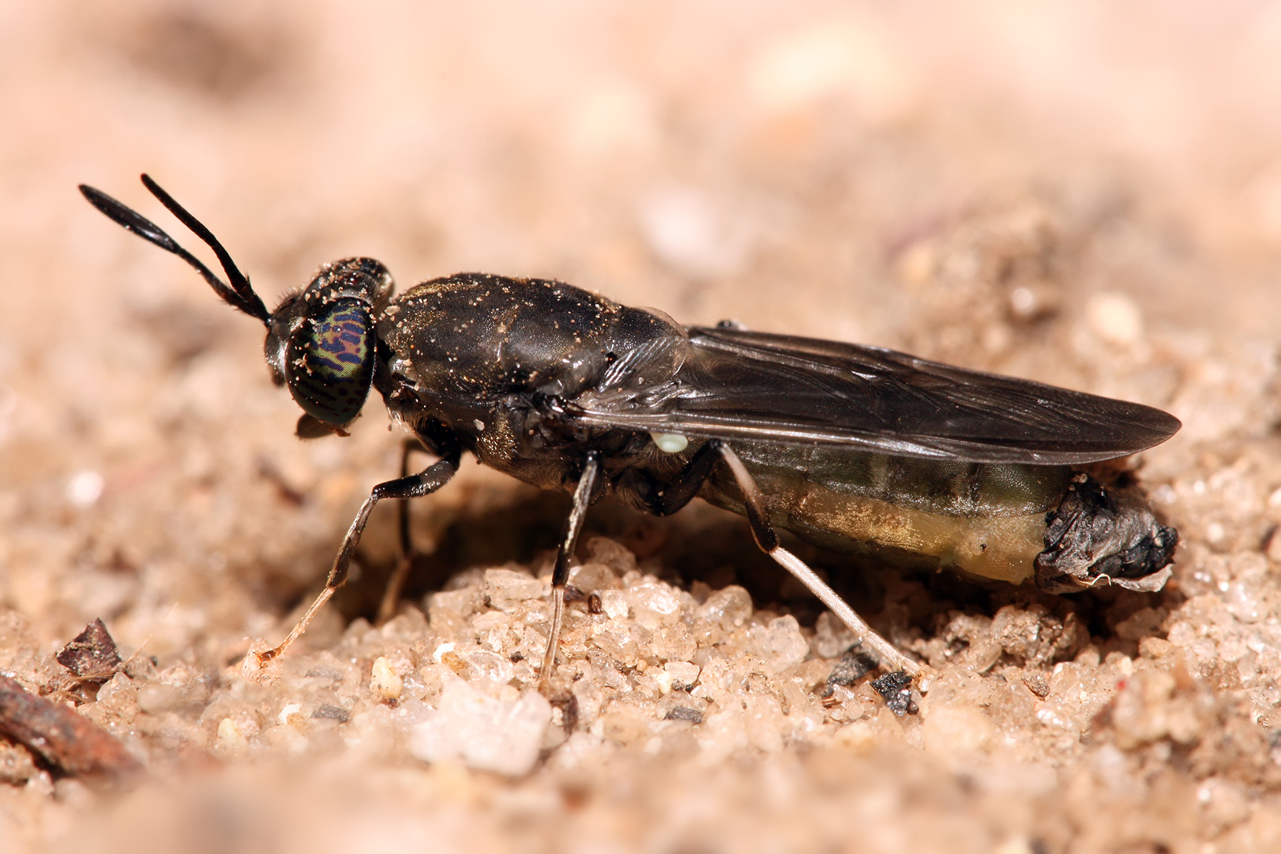 Black Soldier Fly to Support Almond Industry
