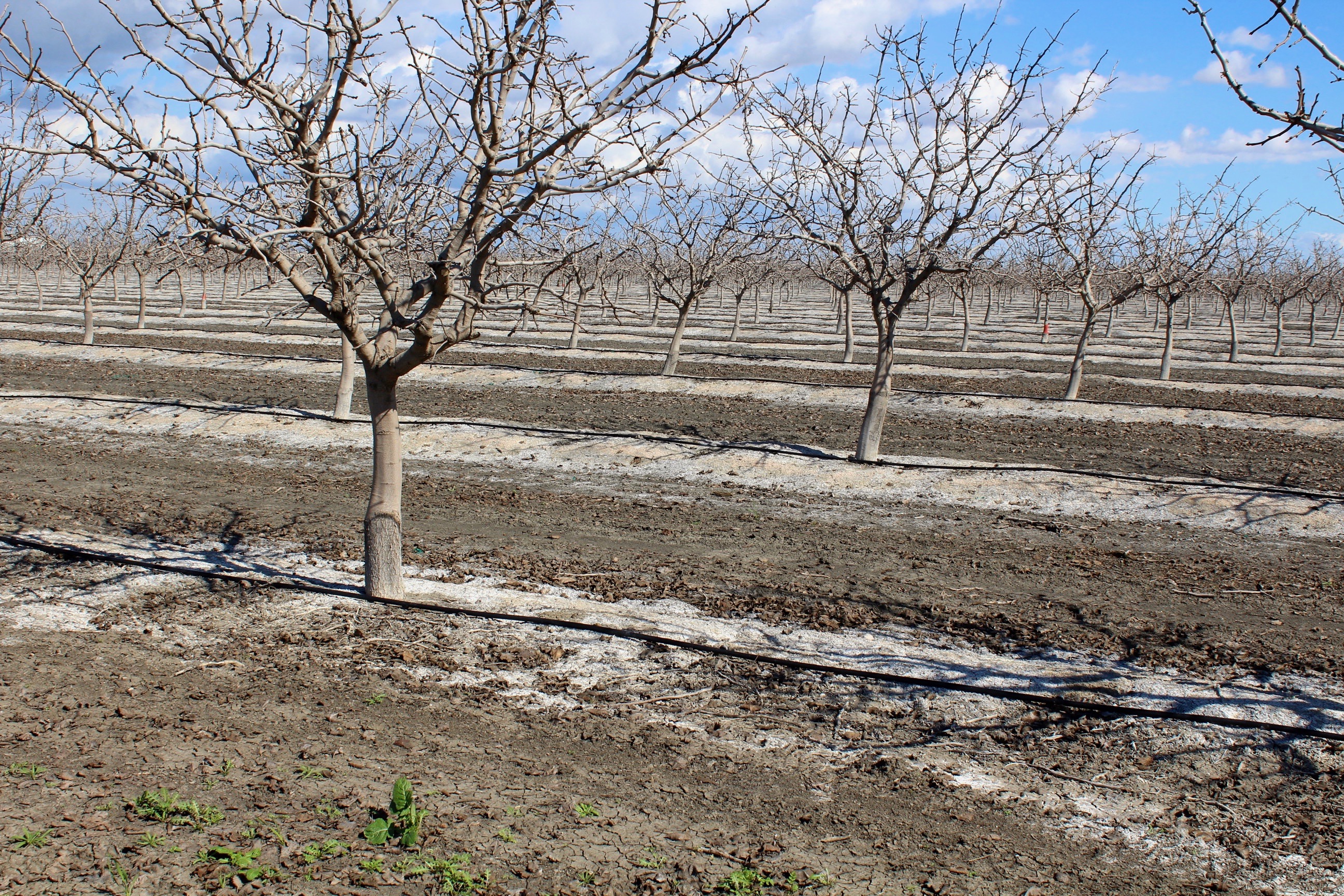 Irrigating Pistachios in Marginal Saline Soils