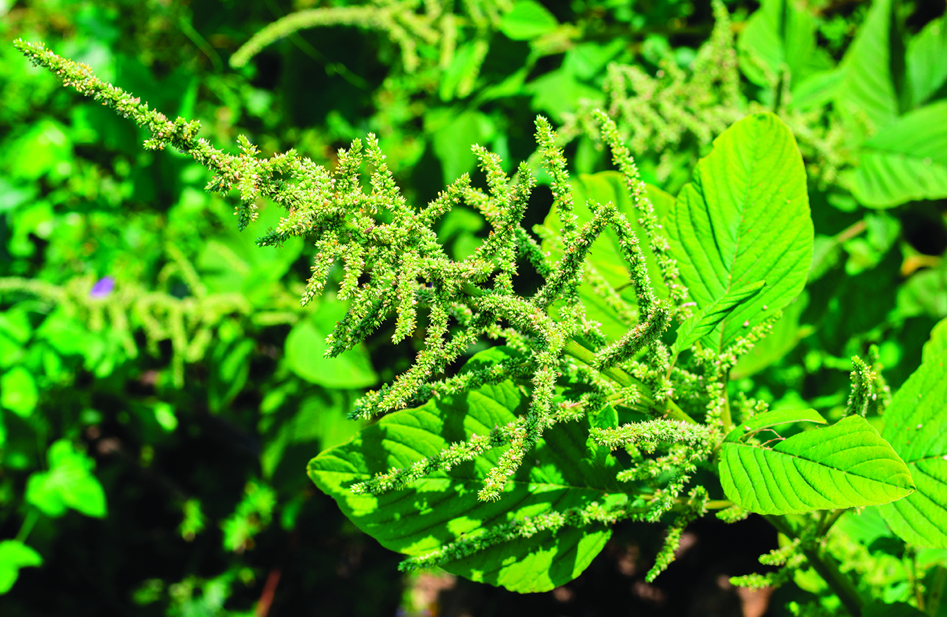 BASF Launches Operation Weed Eradication to Help Growers Eradicate Weeds