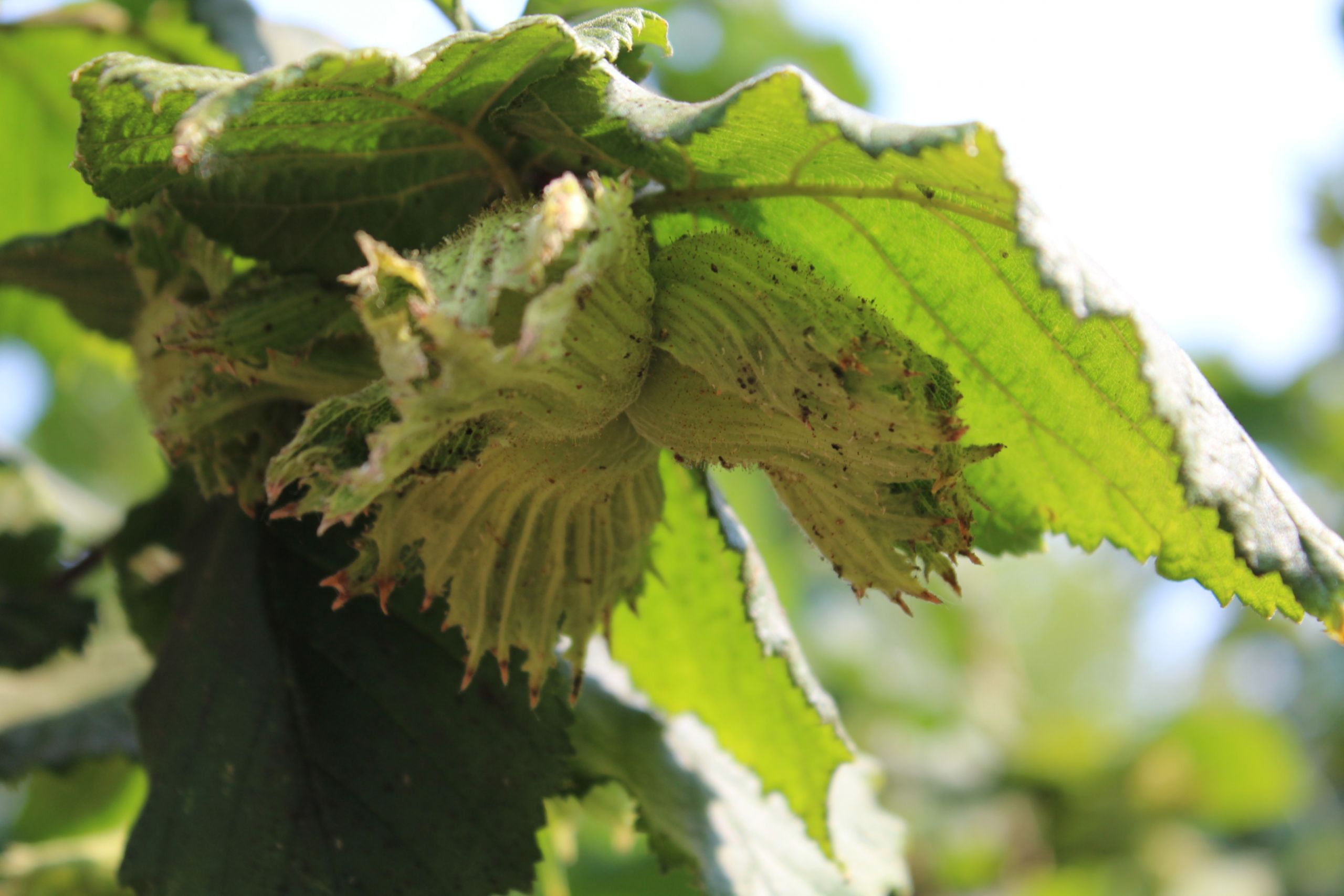 What to do about Aphids in your Hazelnut Orchard