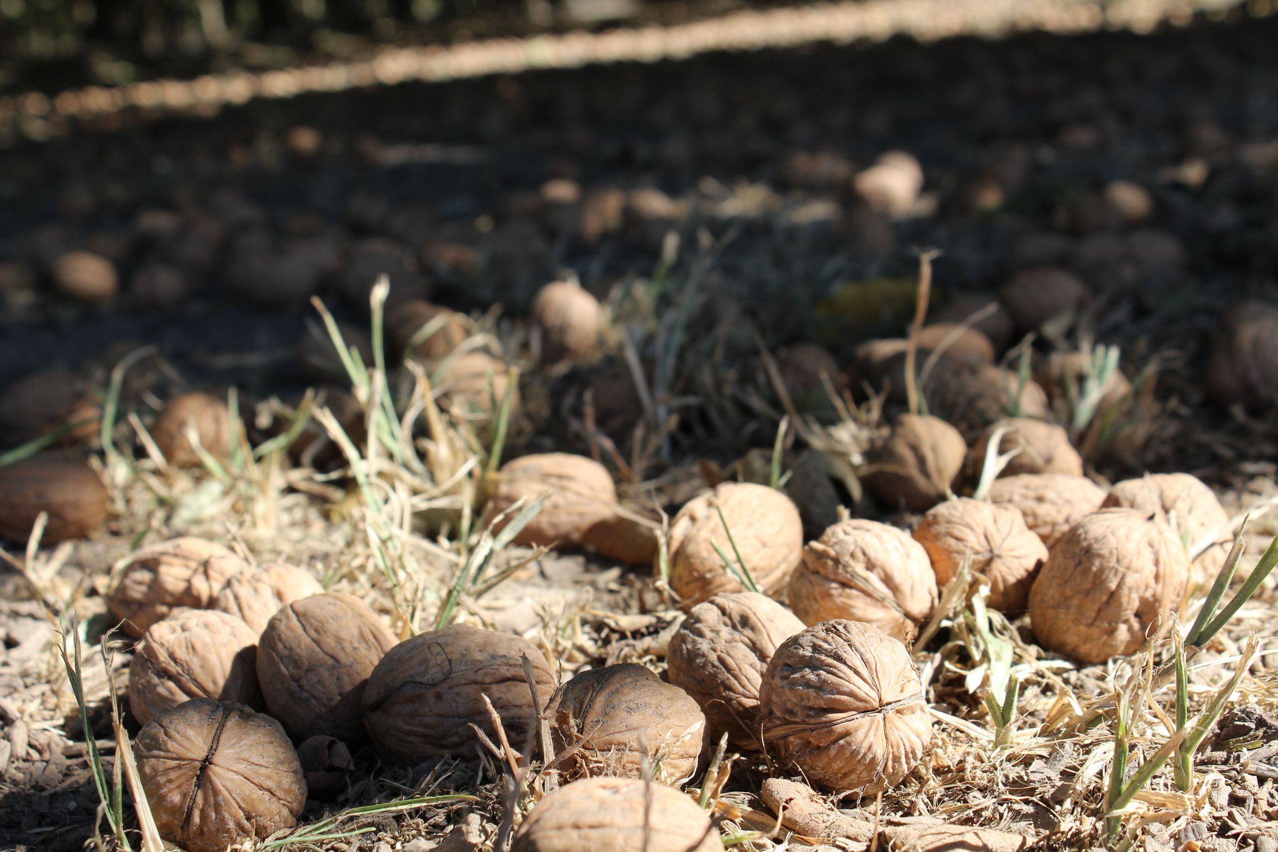 California Walnut Commission Outlook for the 2019 Harvest & Market