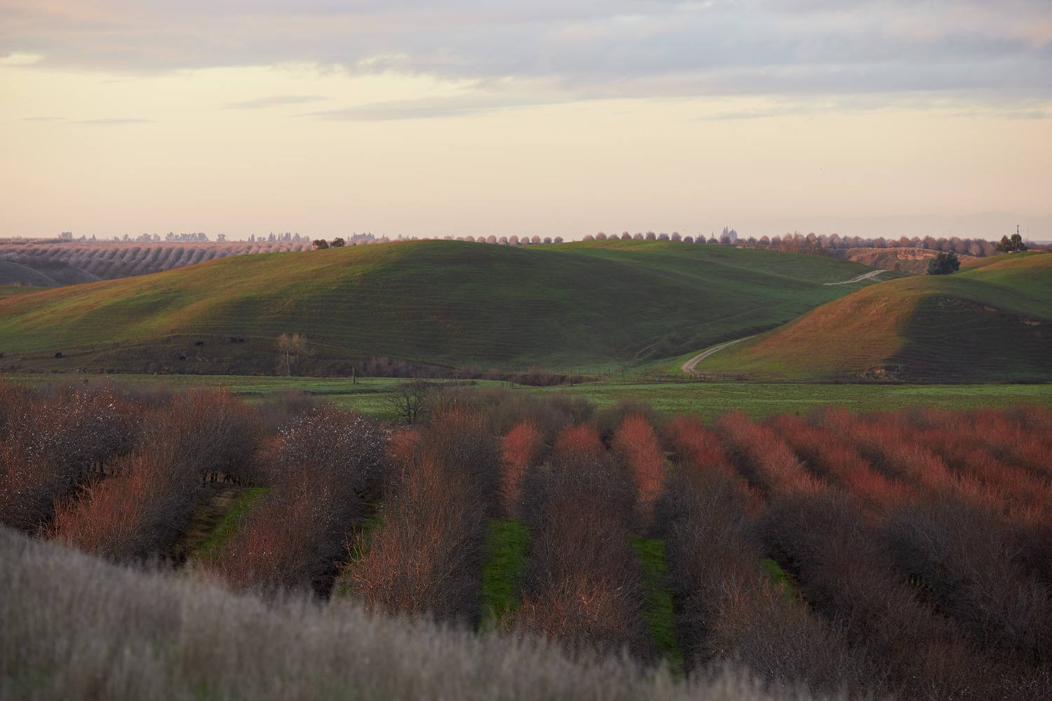 Almond Board Fueling Farm of the Future with $5.9 Million Research Investment
