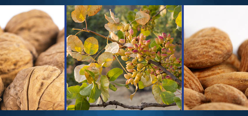 Flexibility For Your Insect/Mite Problems in Tree Nuts