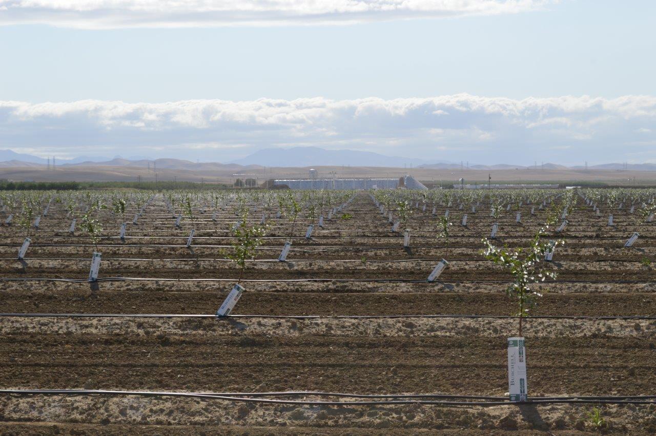 RPAC Expands Almond Processing– Making Room for the Right Growers