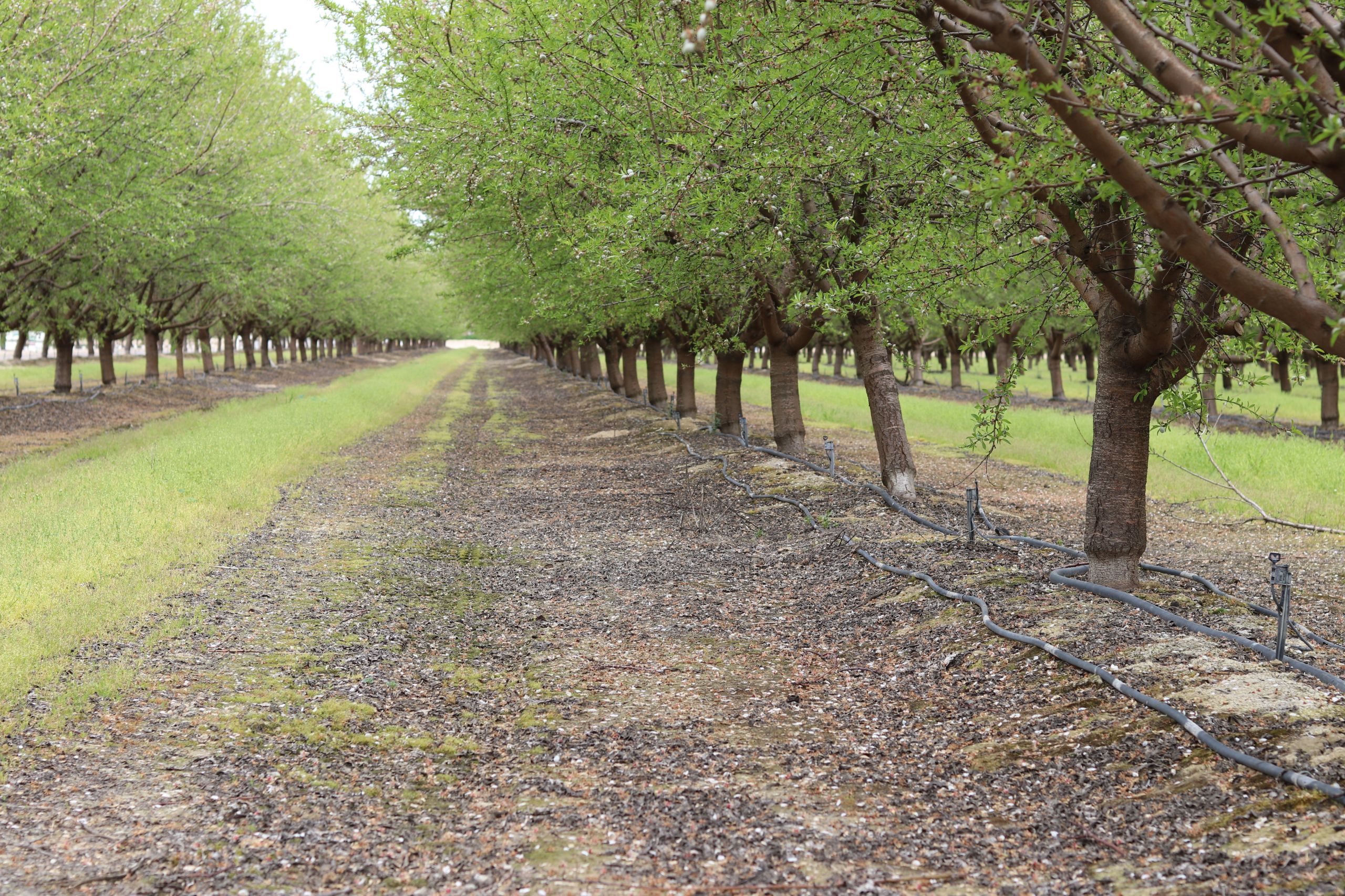 Meeting Nutritional Needs Key to Almond Orchard Productivity