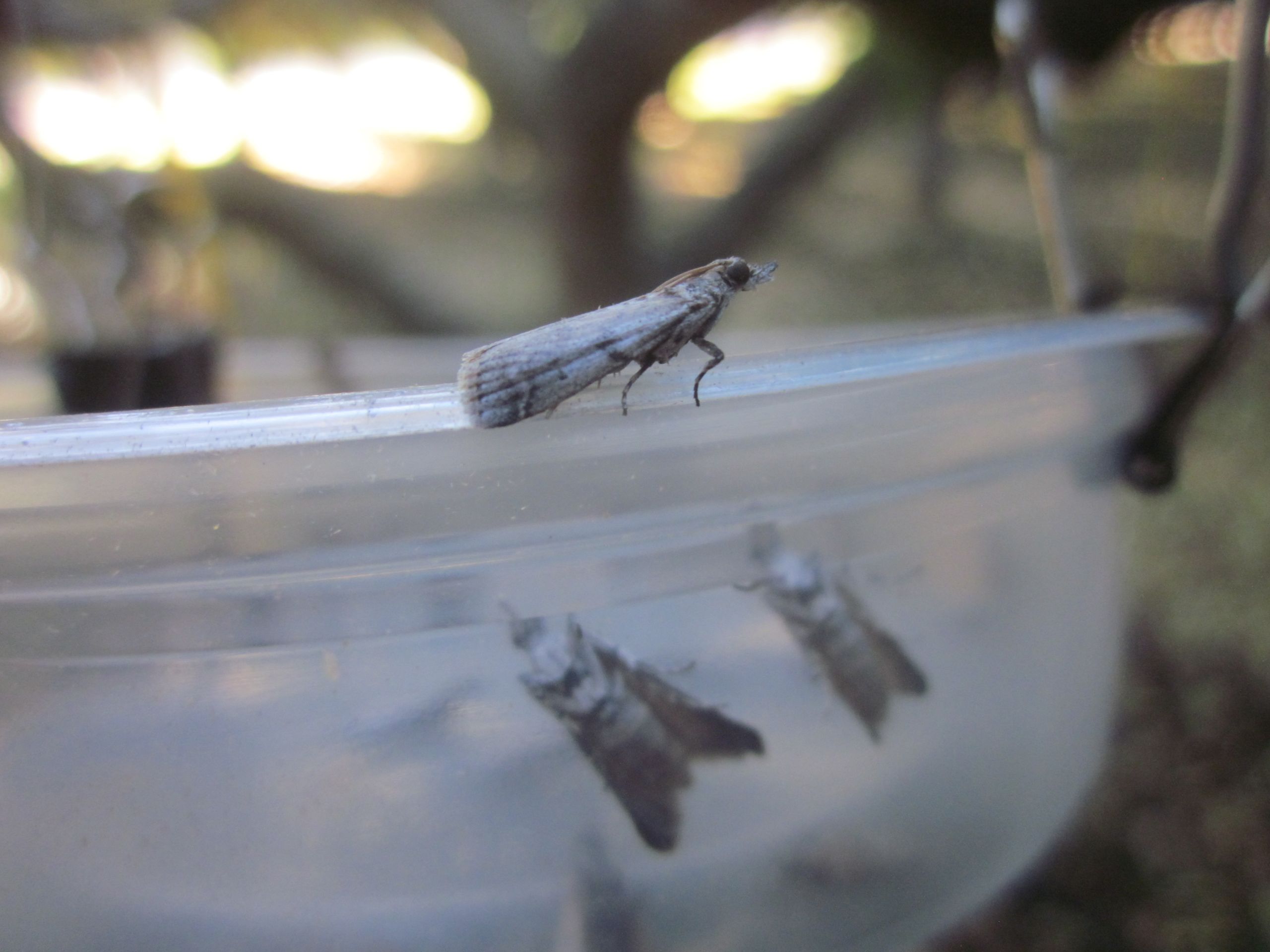 Navel Orangeworm Host Preferences & Need for Collaborative Control