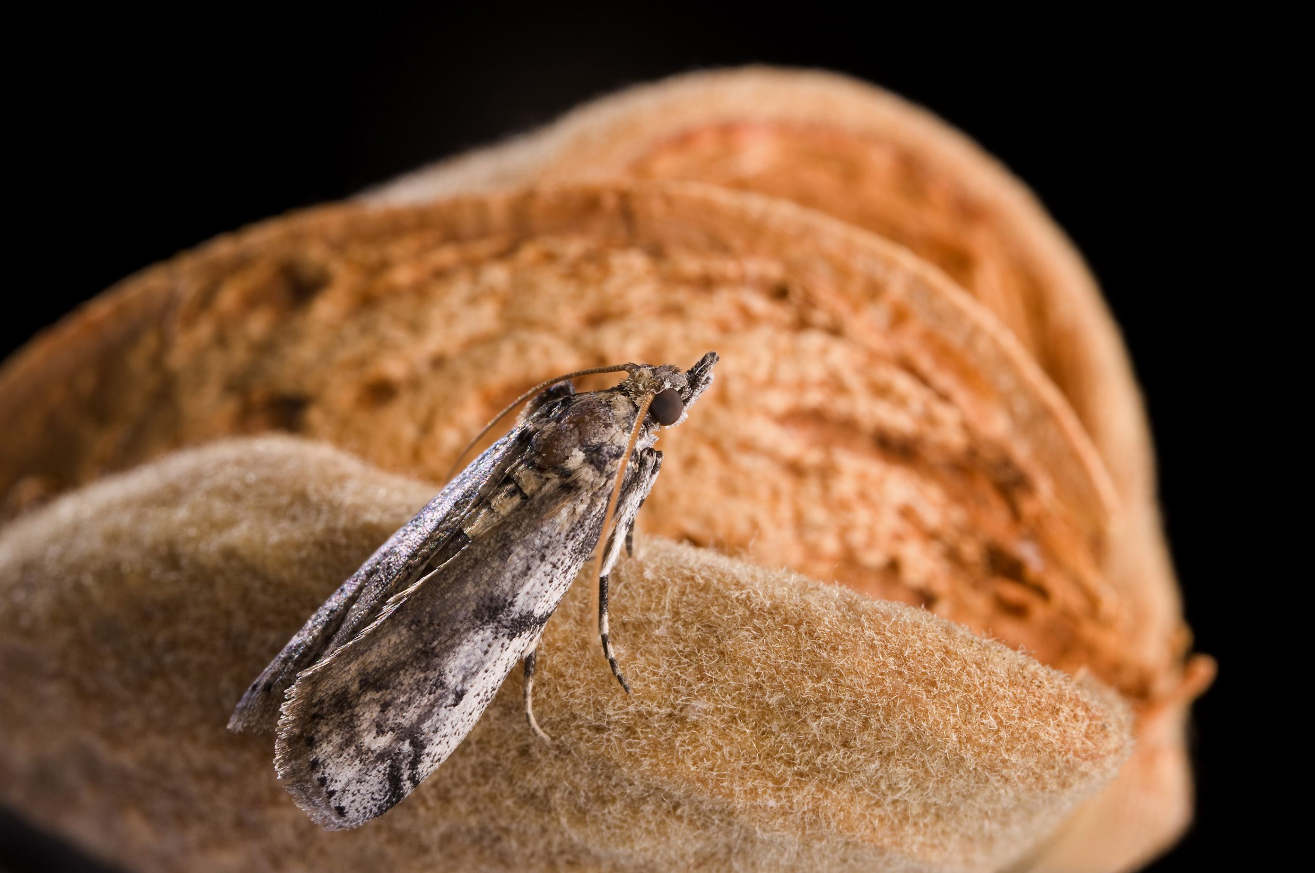 Are Tree Nut Growers Doing Their Part to Manage Navel Orangeworm?