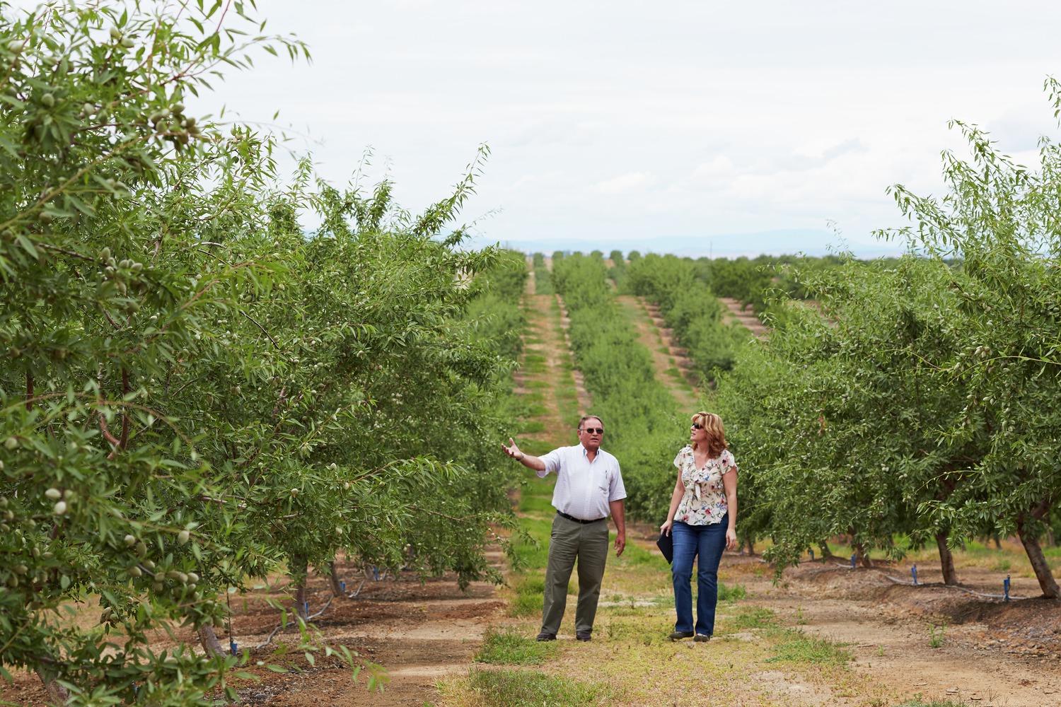 USDA-NASS Predicts Third Straight Record-Breaking Almond Crop
