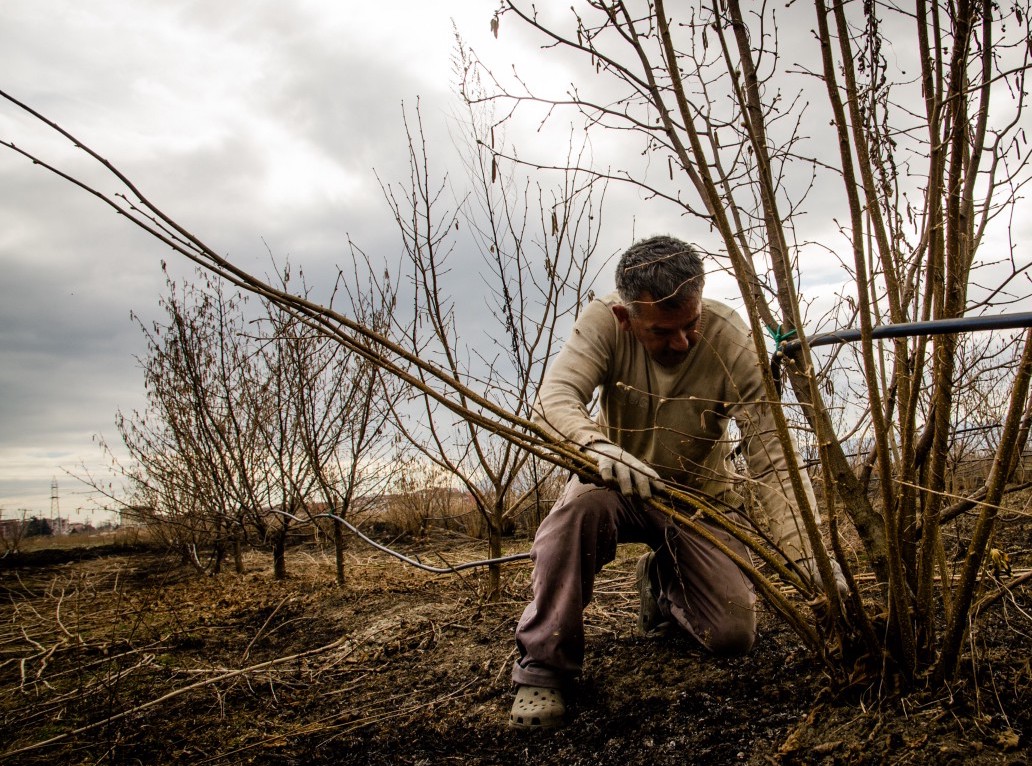 Minimum Hourly Ag Wage Rates are Highest in Washington & Oregon
