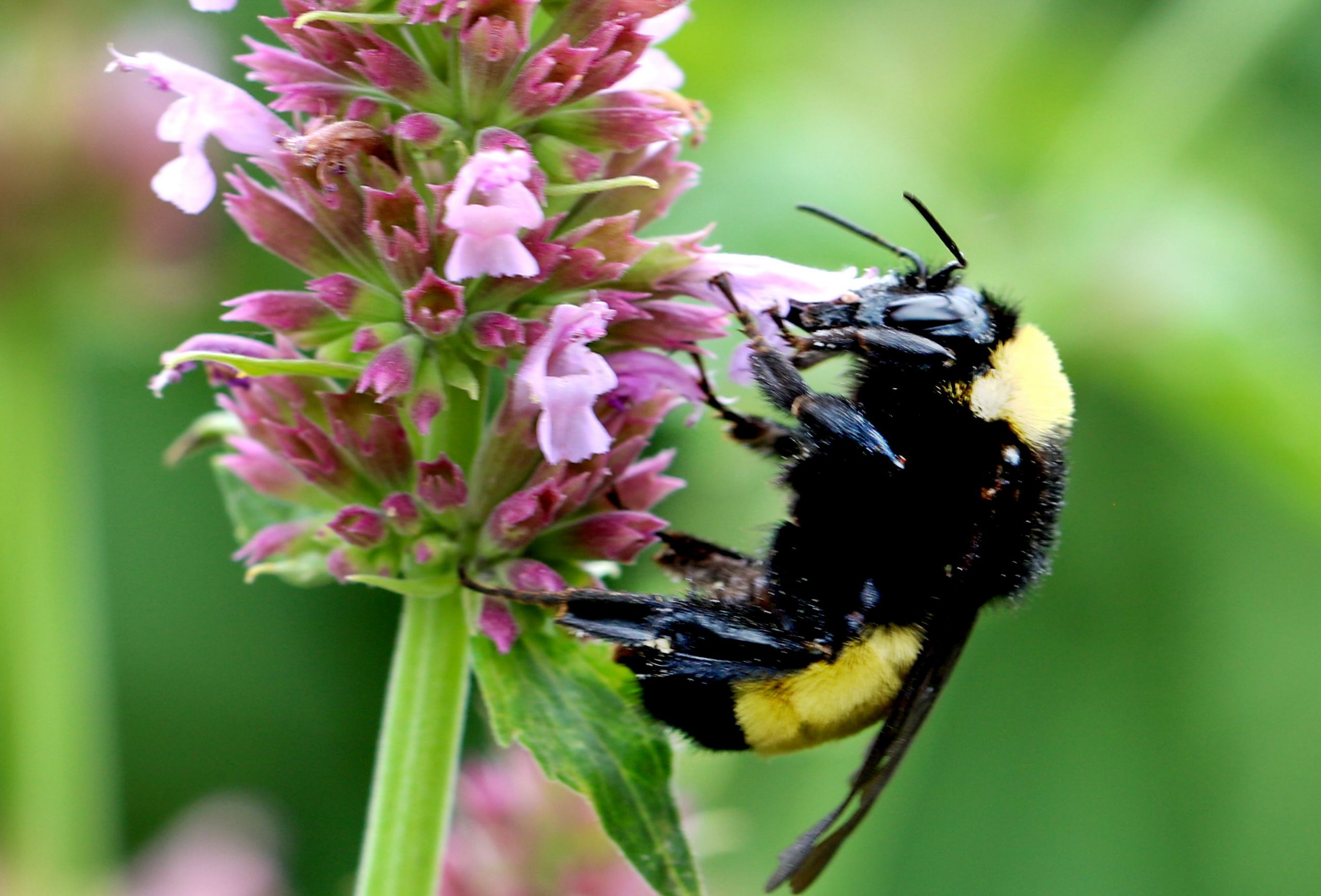 NMSU Determining Combination of Native Flowers to Attract Different Pollinators