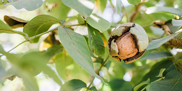 Walnut Grower Sustainability Survey