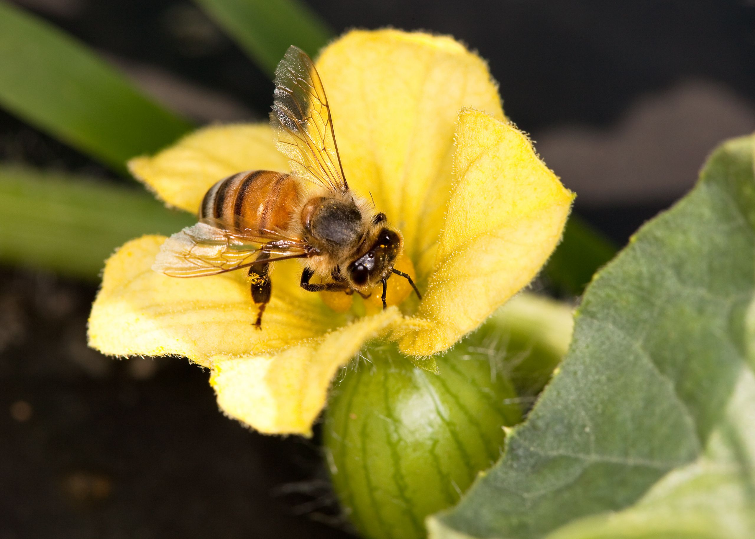 NMSU, Xerces Society Present Supporting Pollinators, Beneficial Insect Webinars