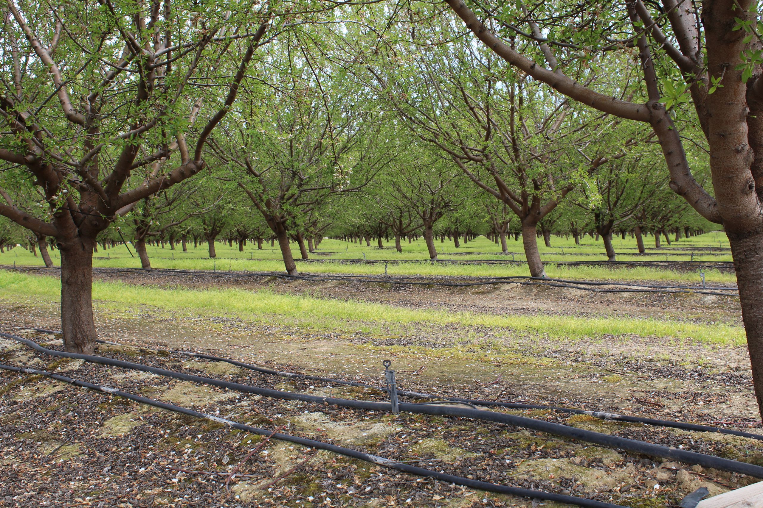 Coronavirus Food Assistance Program Almond Webinar, June 22