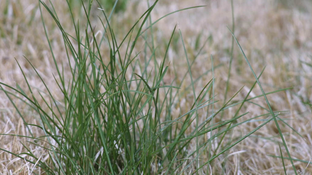 Recurrent Selection with Glufosinate at Low Rates Reduces Italian Ryegrass Resistance
