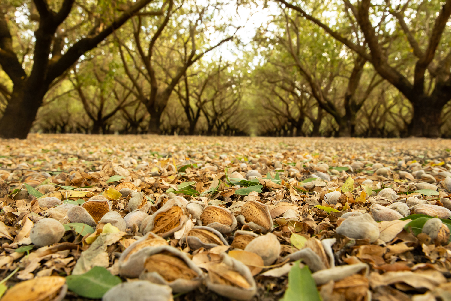 USDA Confirms Record 3 Billion Pound CA Almond Crop Forecast