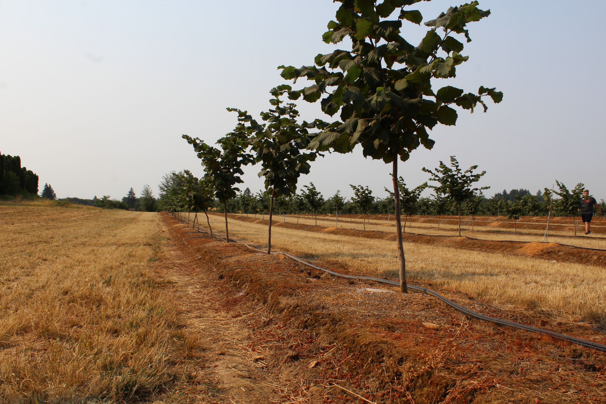 Oregon Department of Ag Approves New Herbicide Use for Young Hazelnut Orchards
