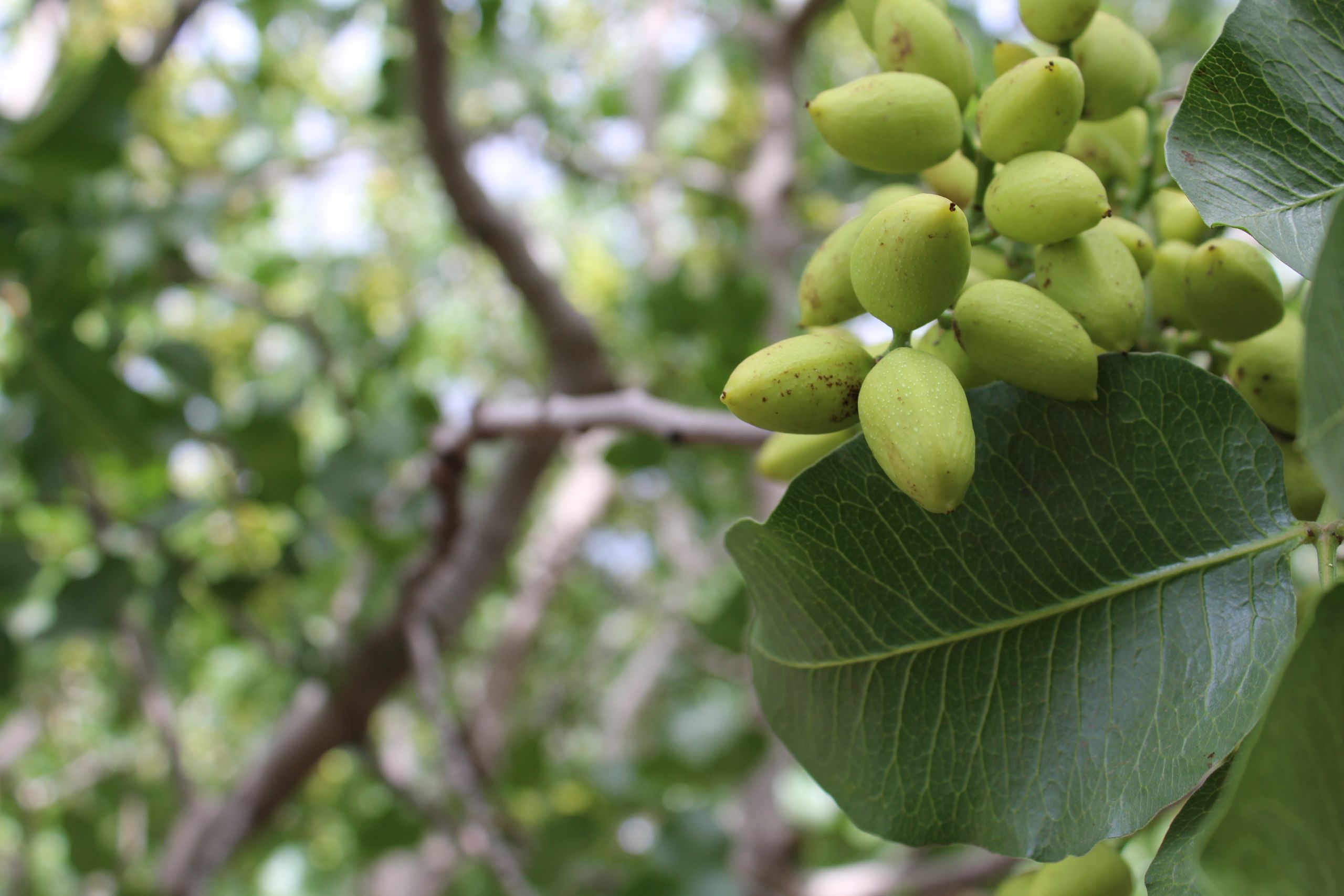 New Pistachio Market Research Report & Forecast