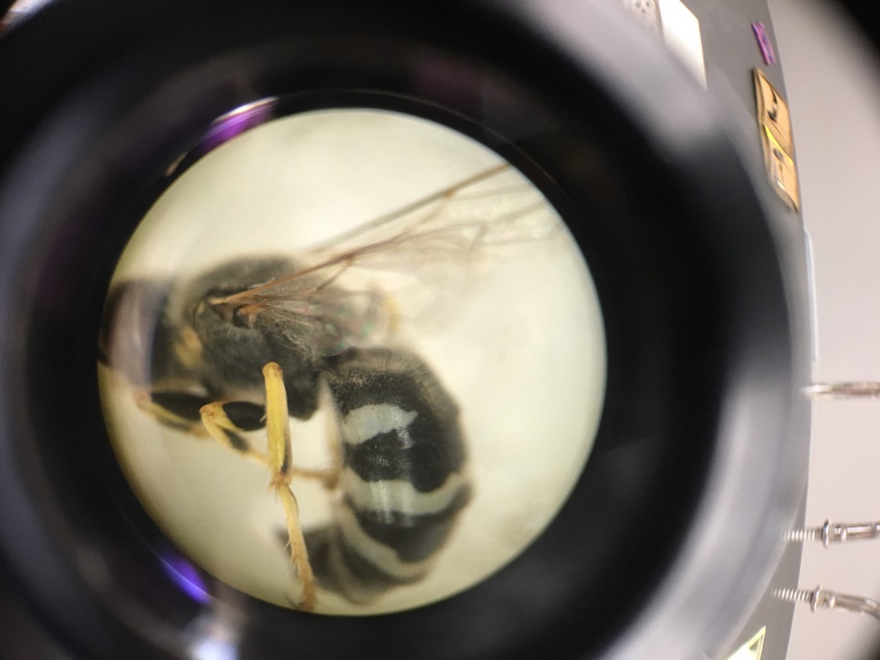 Research Gives Possible Answers to Increase Pollinator Populations on Farms