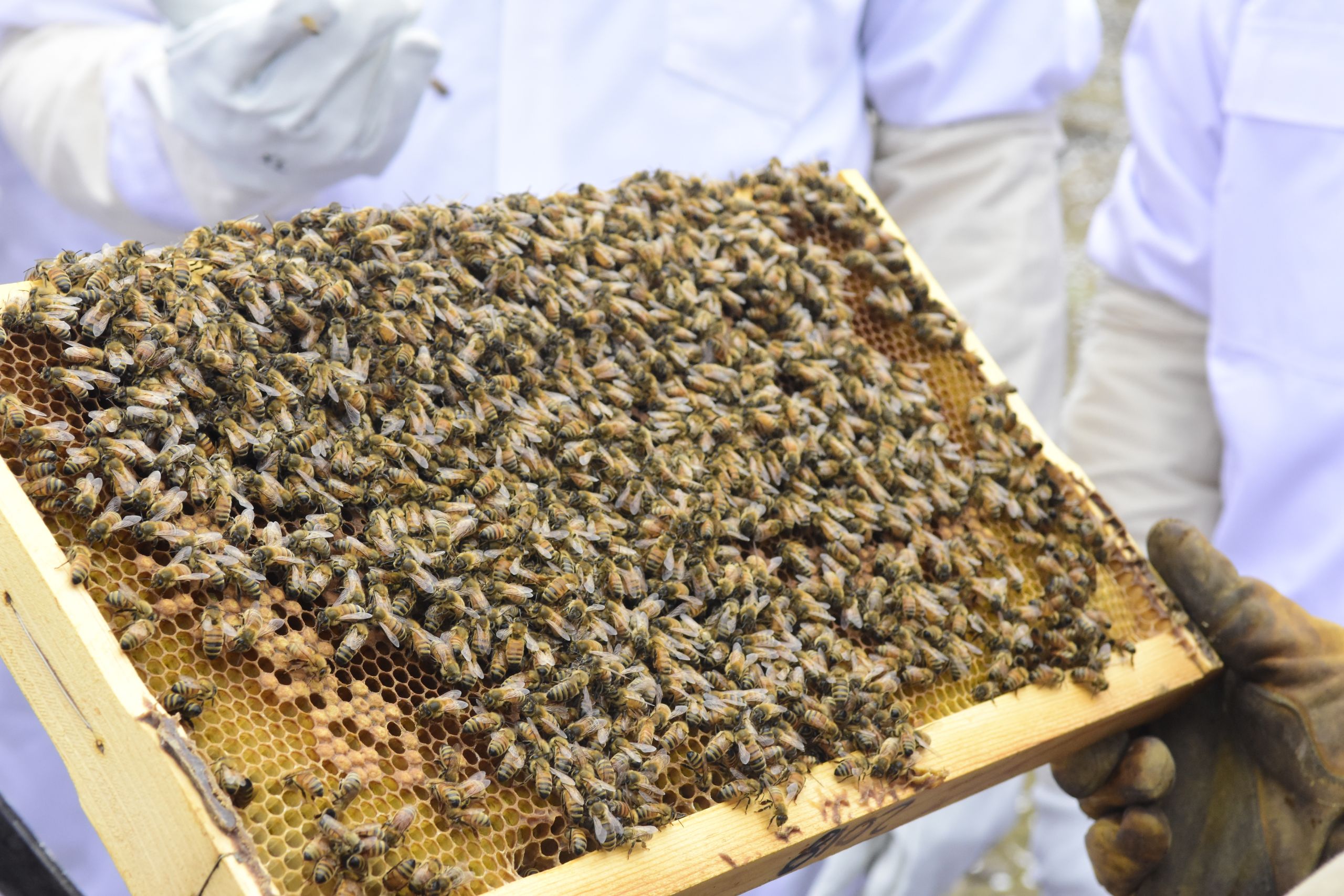 Pollinator Partnership Announces Three New Designations for Bee Friendly Farming