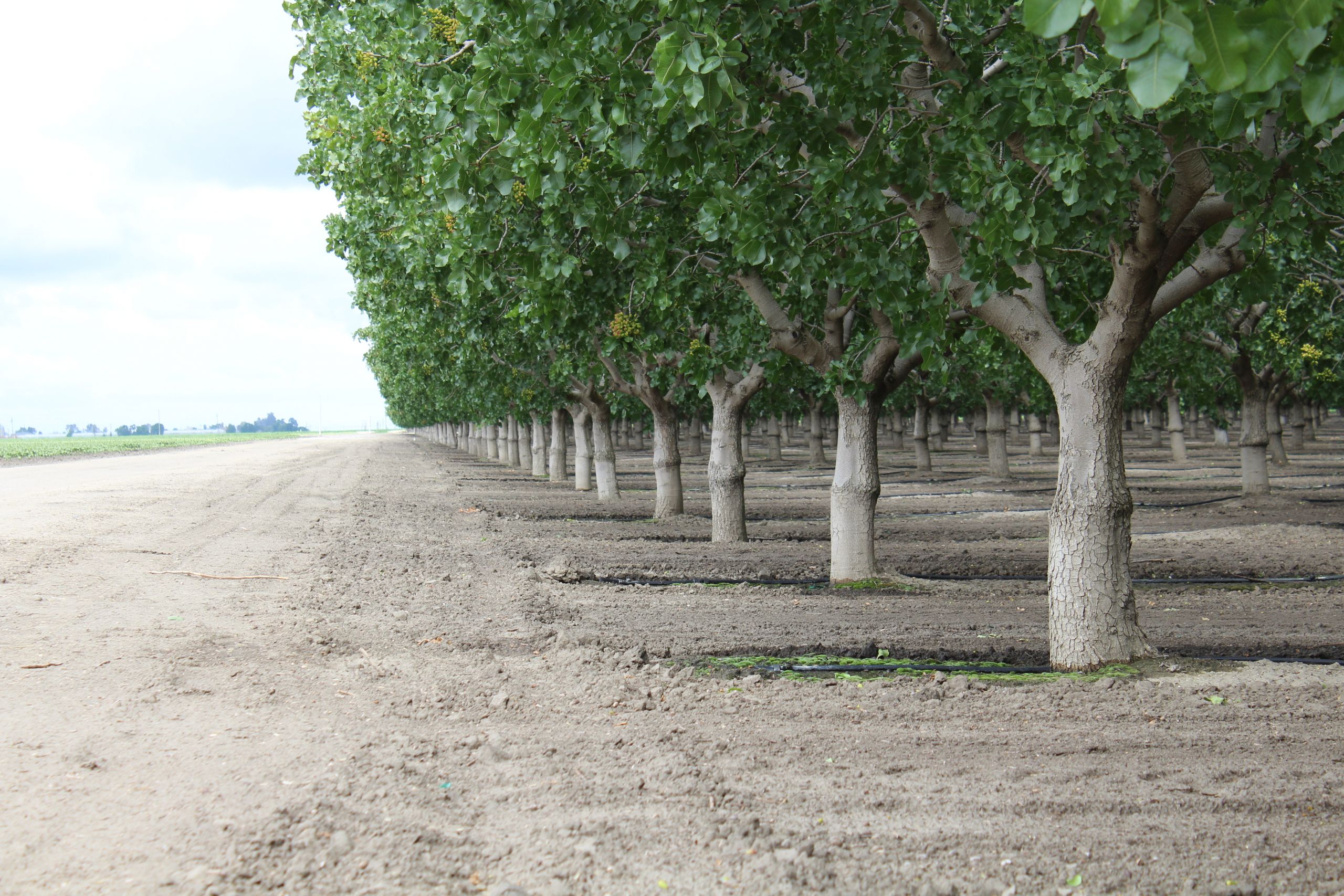 Pistachios Now Included in CFAP Direct Grower Payments
