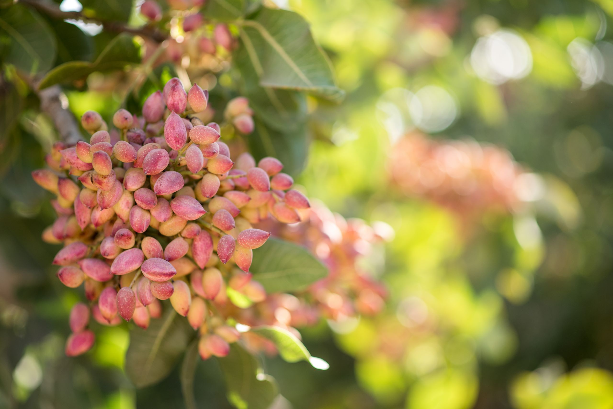 Getting More Consistent Yields in Pistachios