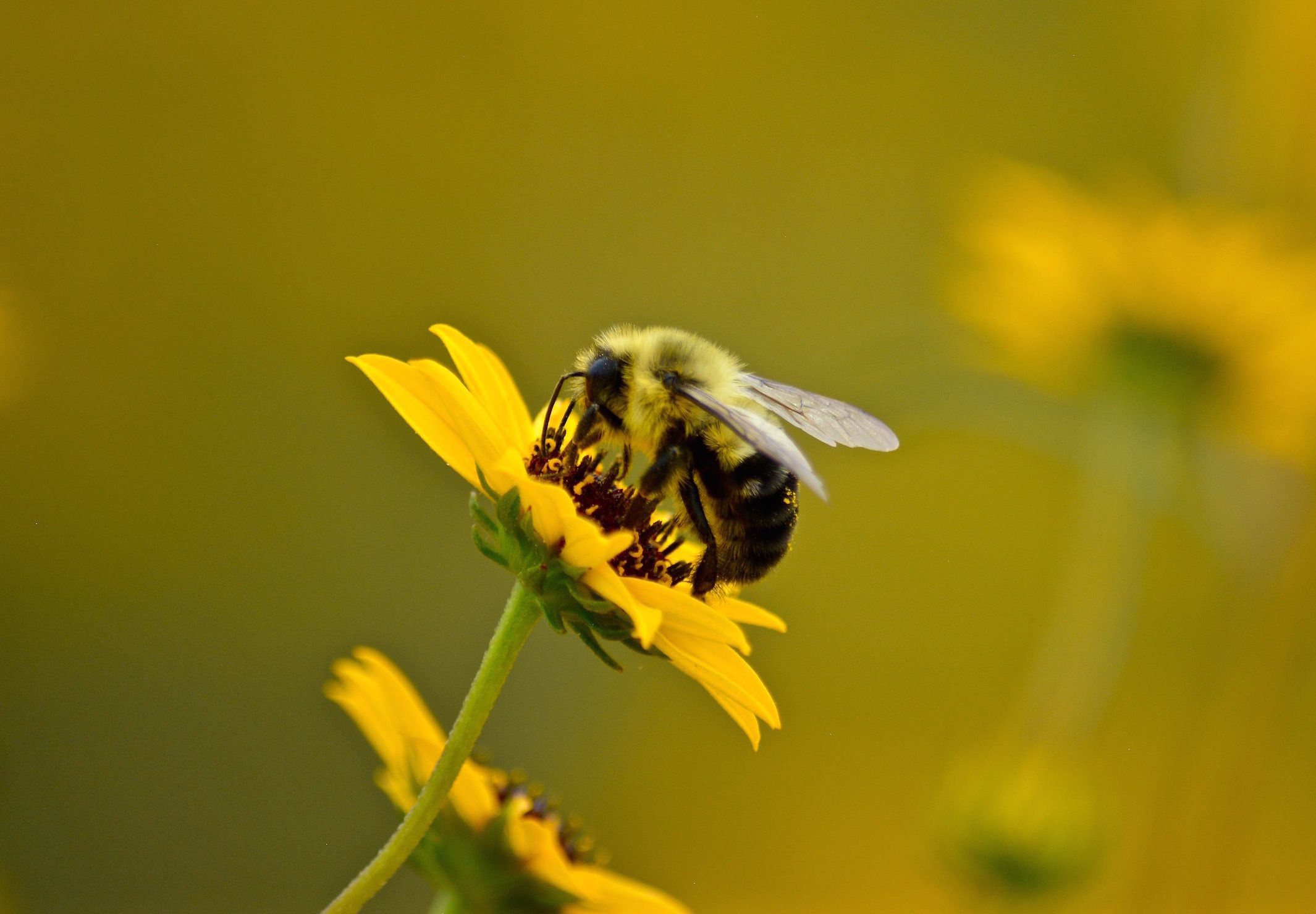 Request for Research Proposals to Support and Enhance Honey Bee Health