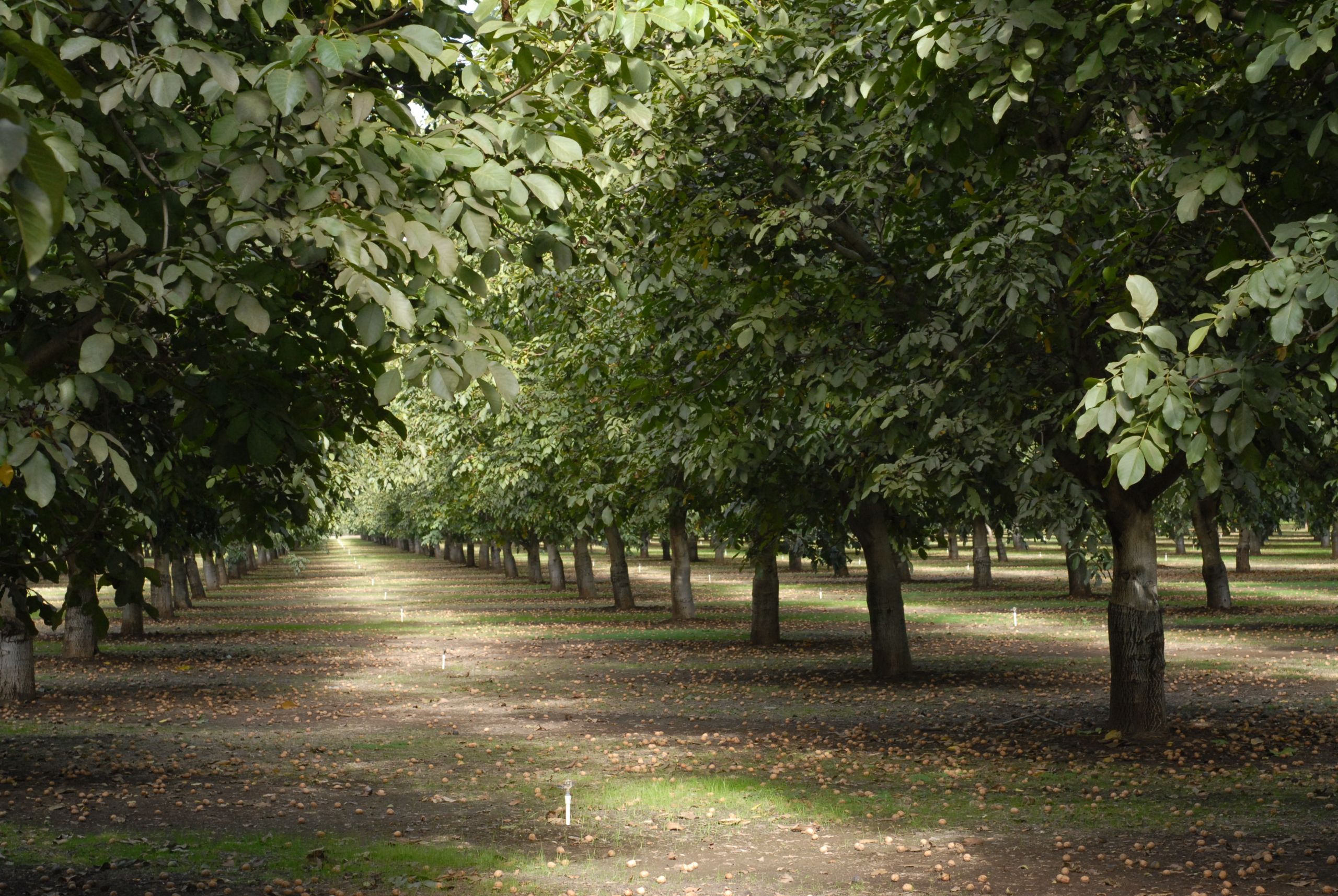Selecting the ‘Right’ Walnut Rootstock