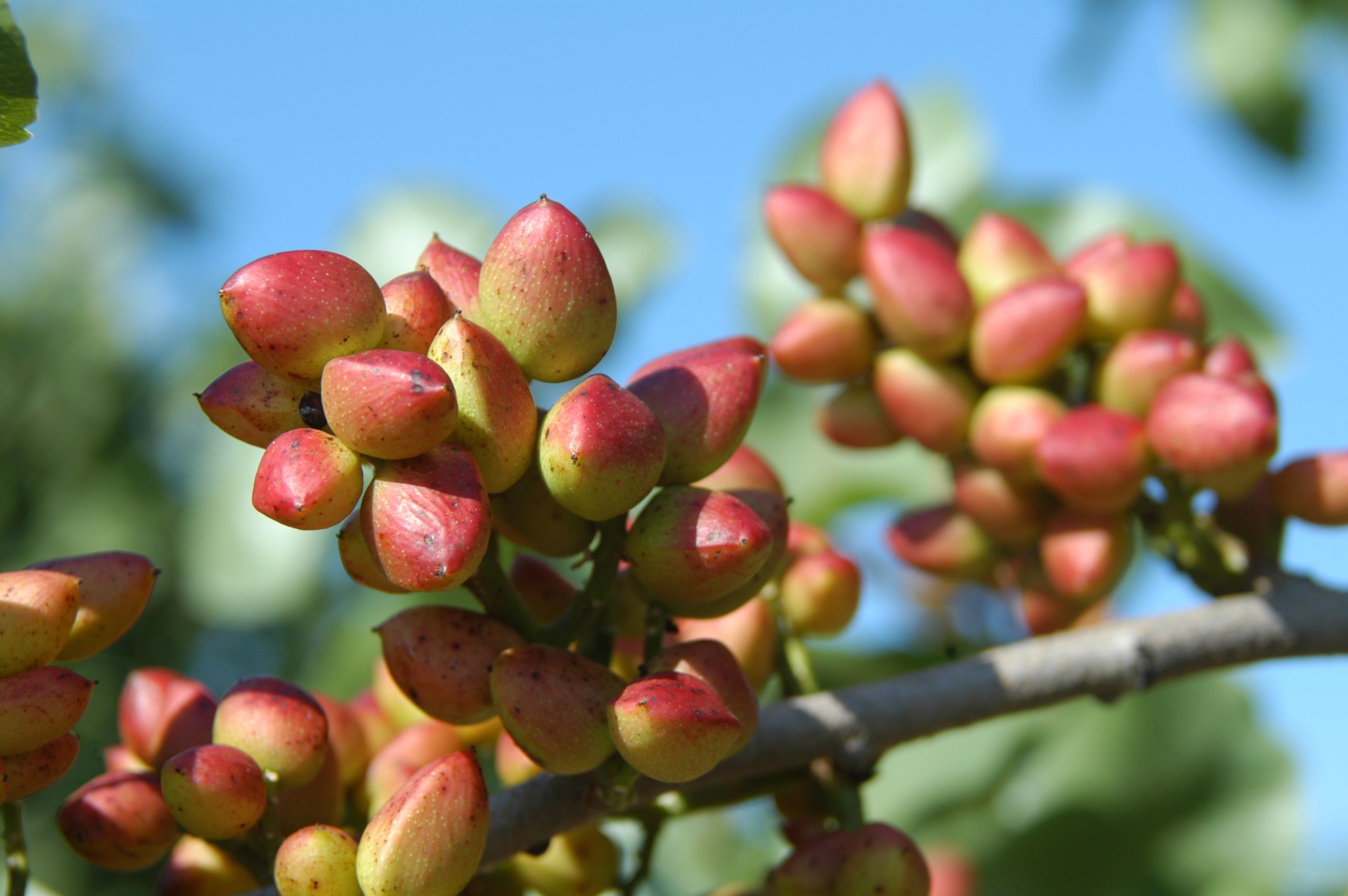 Pistachio Market Research Report & Global Forecast to 2025