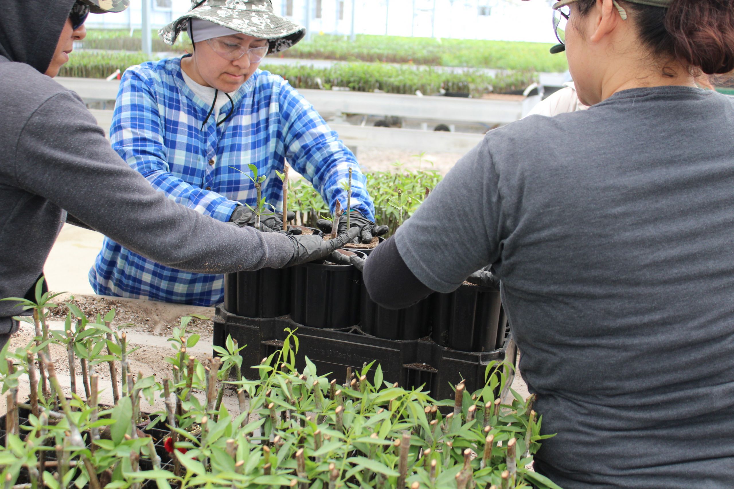 Report Provides Data on New Almond Varieties