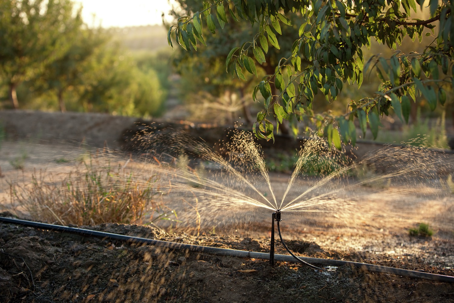 Tracking Almond Irrigation Improvement